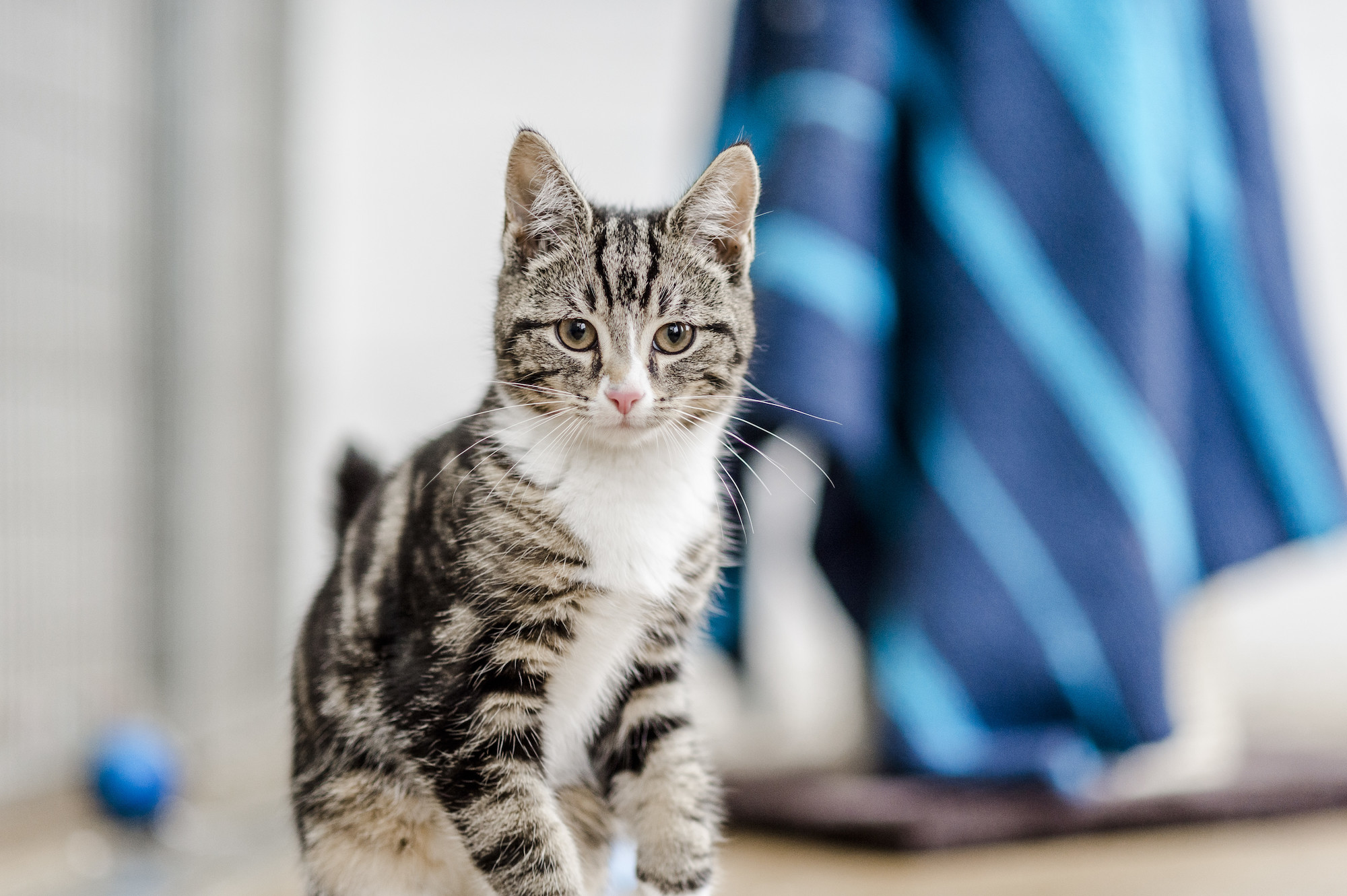 Kitten Tom at Burford rehoming centre