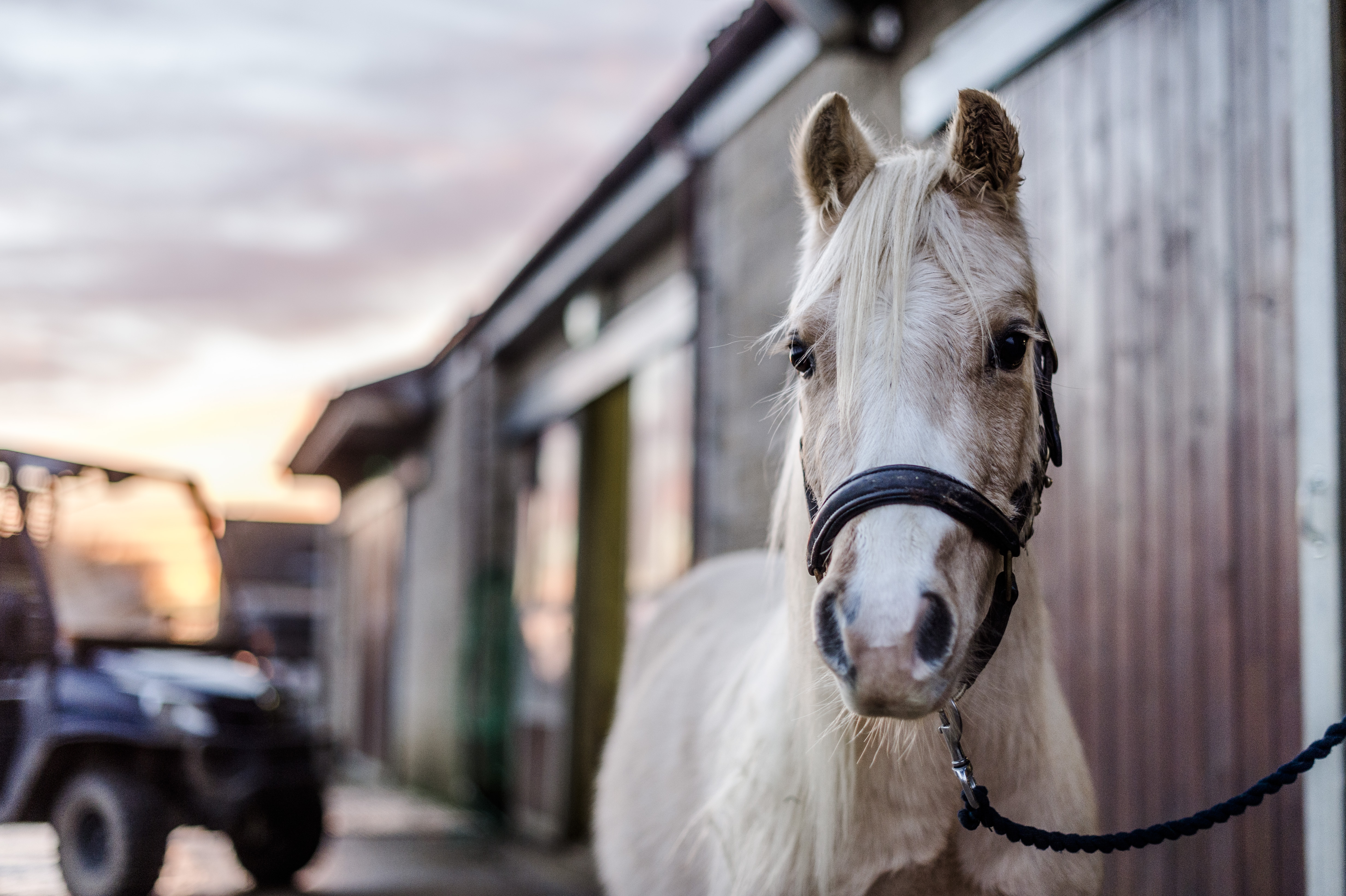 Pony Tizzy at Burford rehoming centre