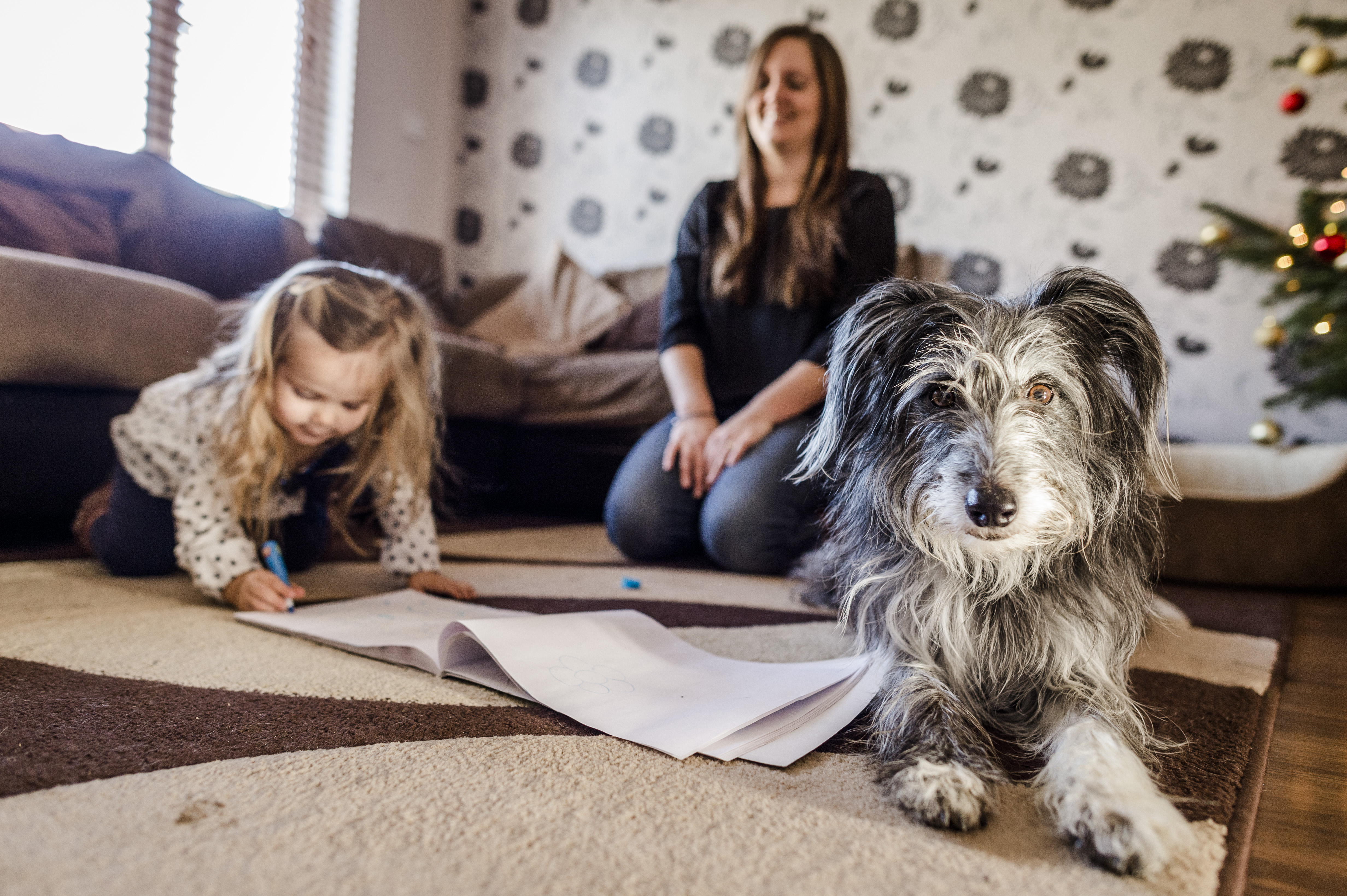 Pet Rehoming Adoption Blue Cross Tiverton Centre