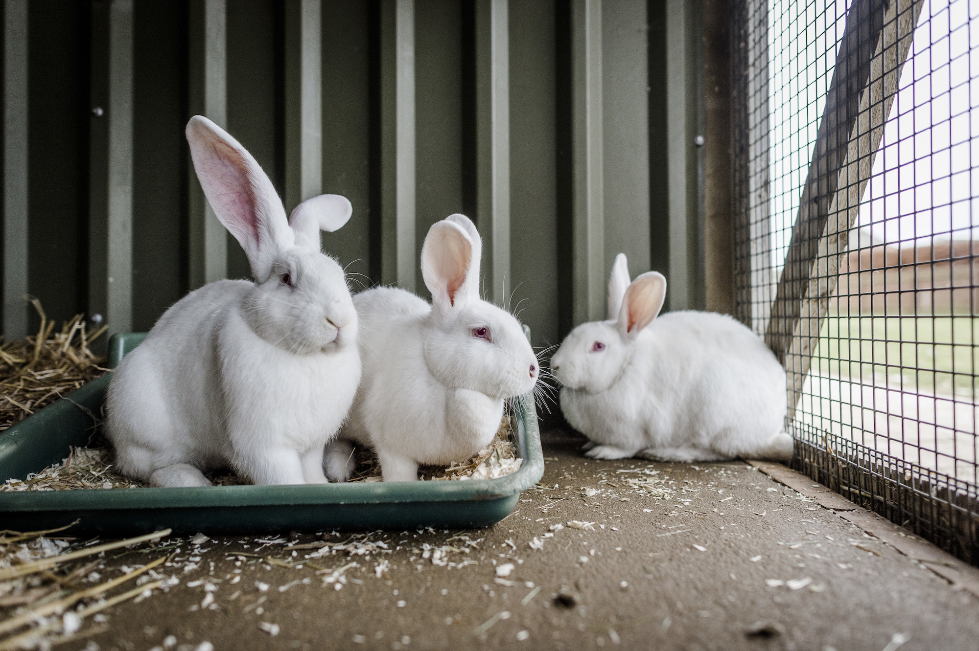 2 female rabbits