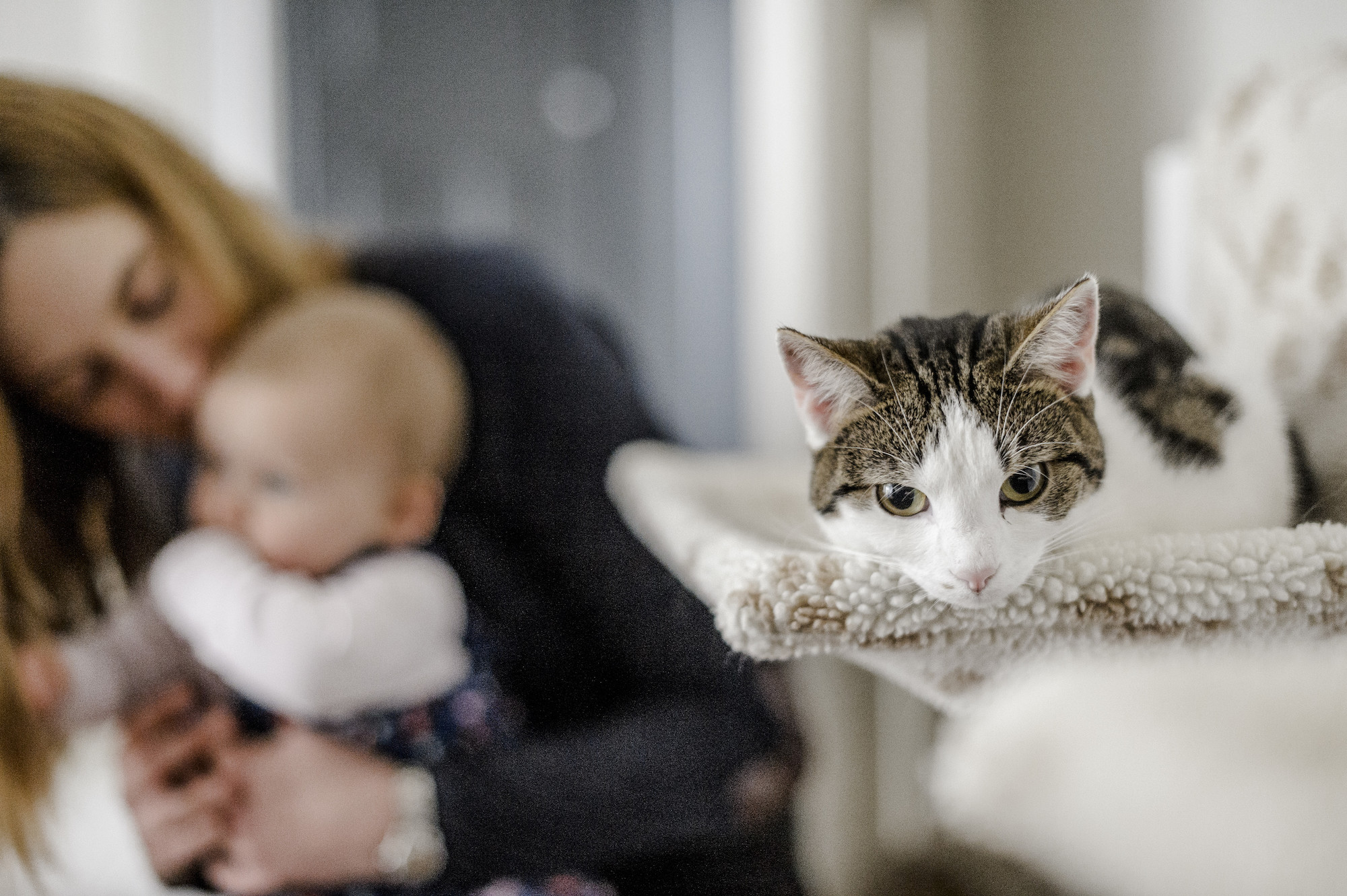 Cats Flo and Ivy in their new home