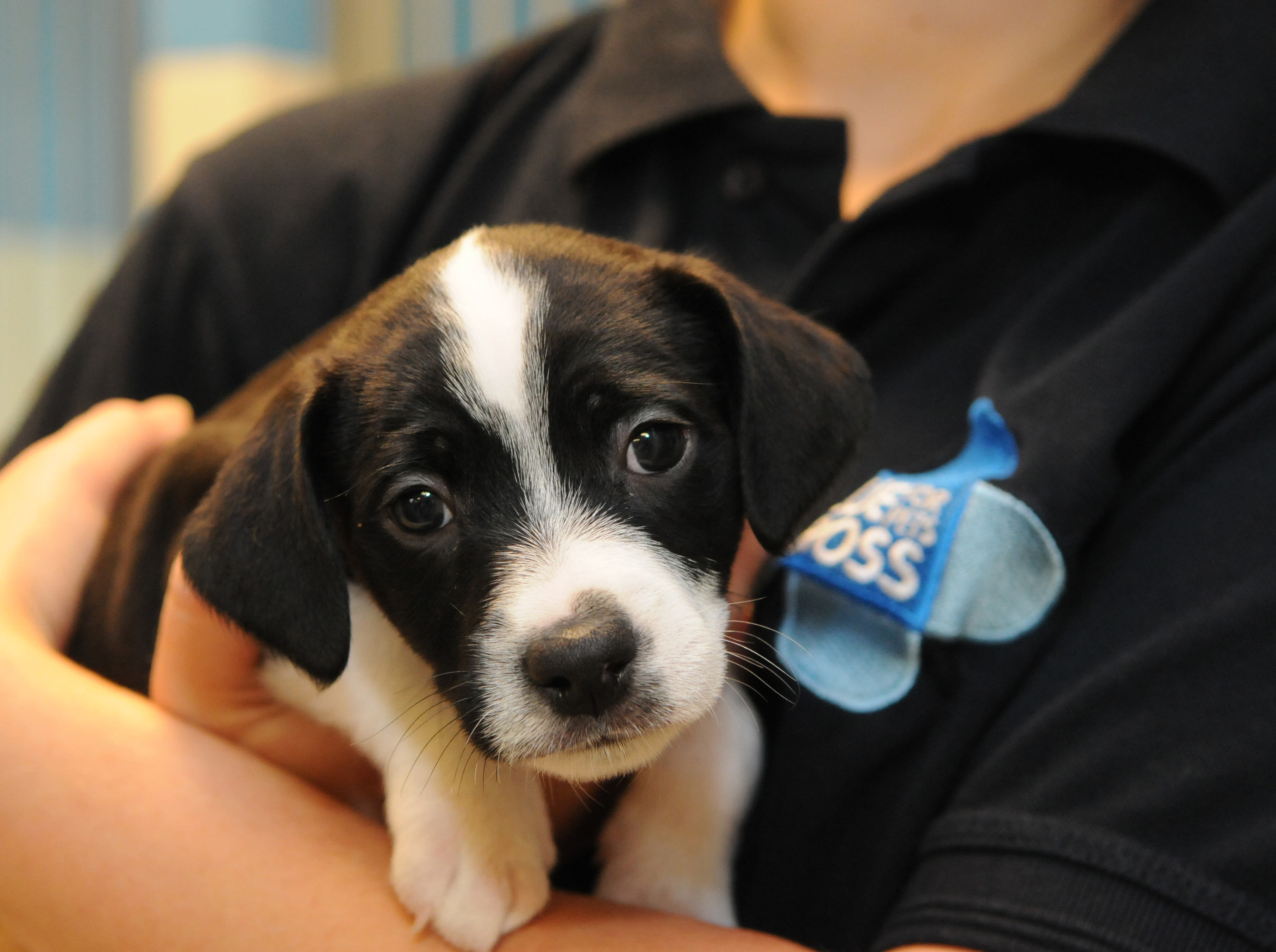 Giving your puppy an education | Blue Cross