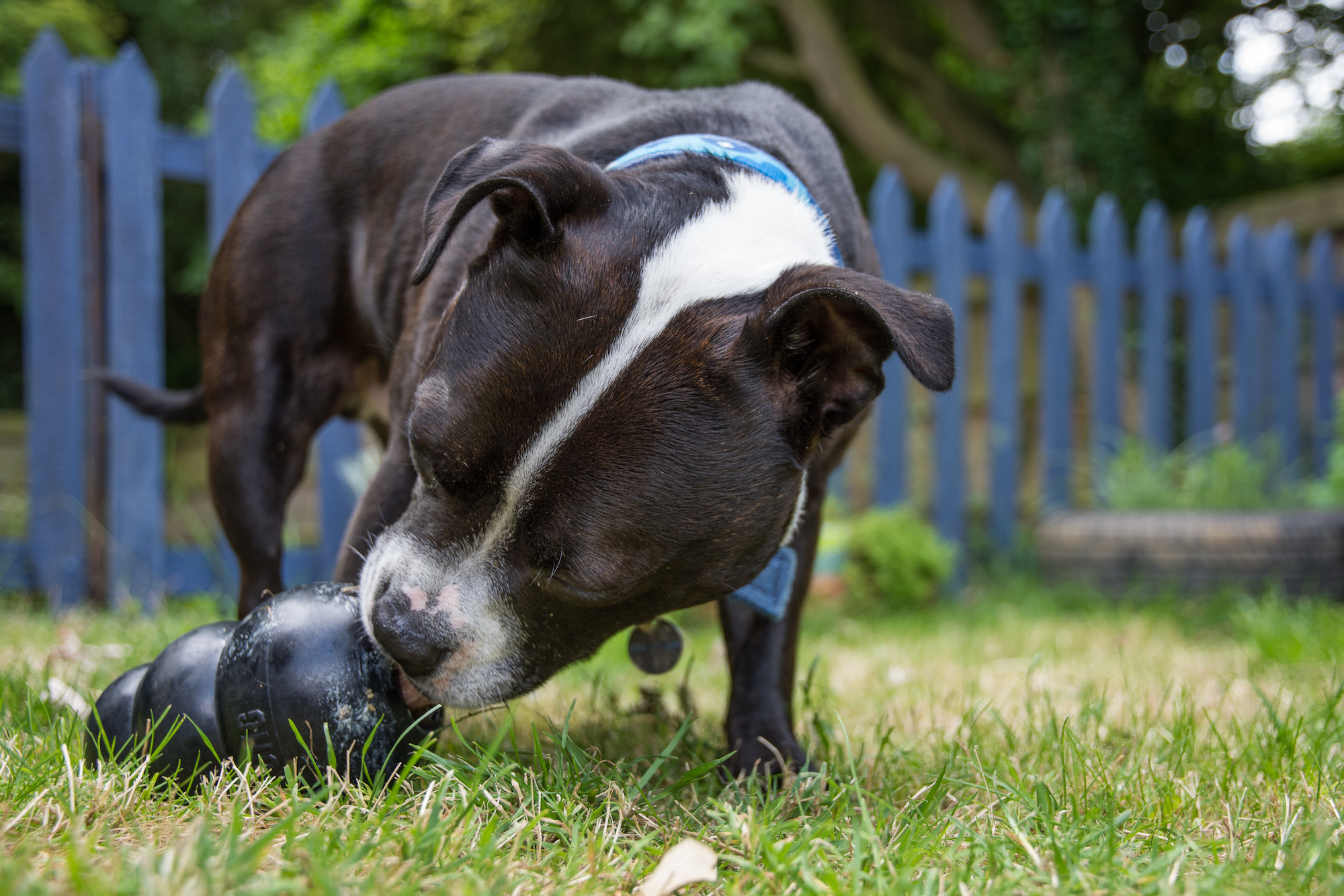 dog with kong