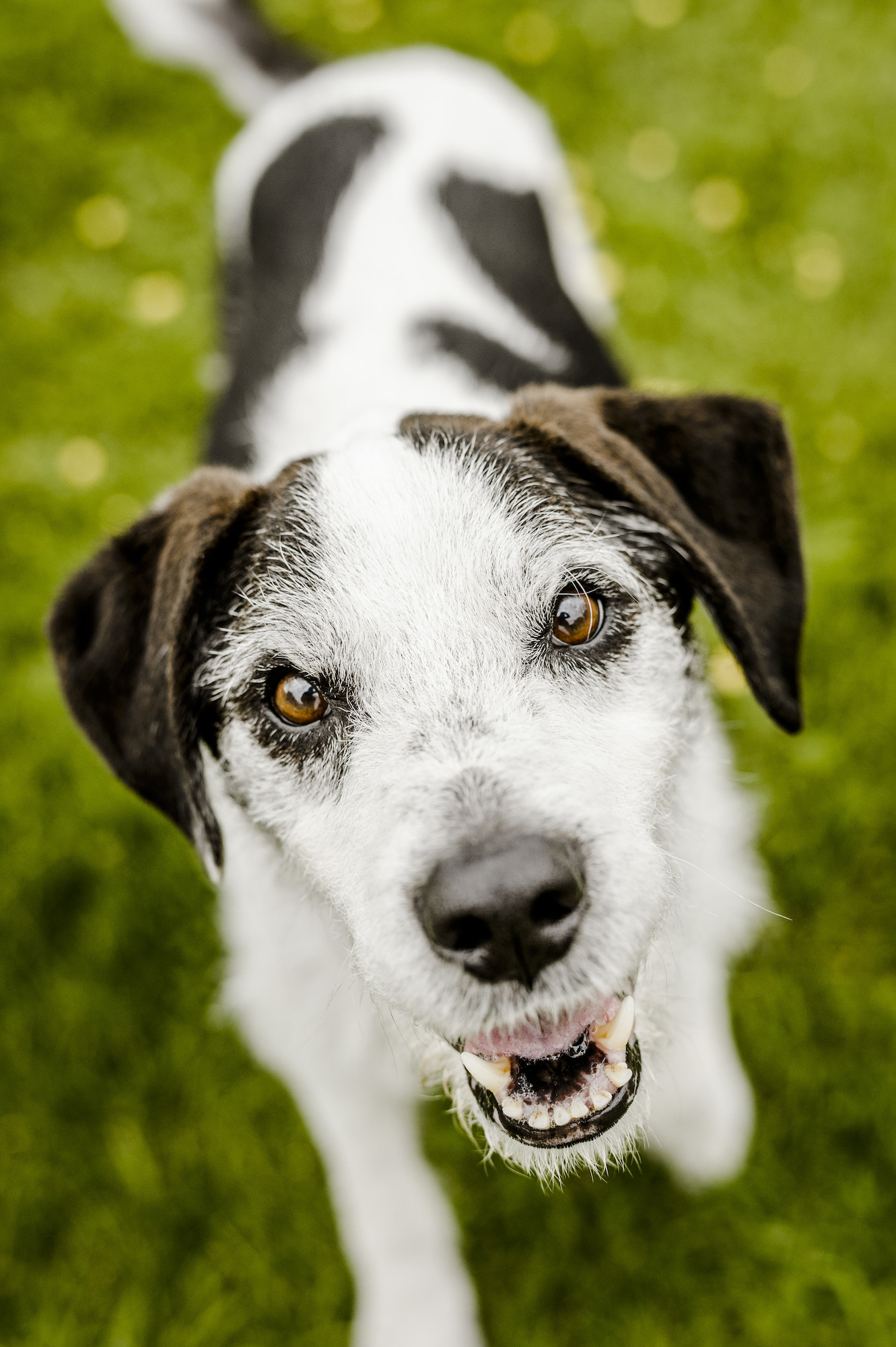 what can you do for a dog with kidney failure