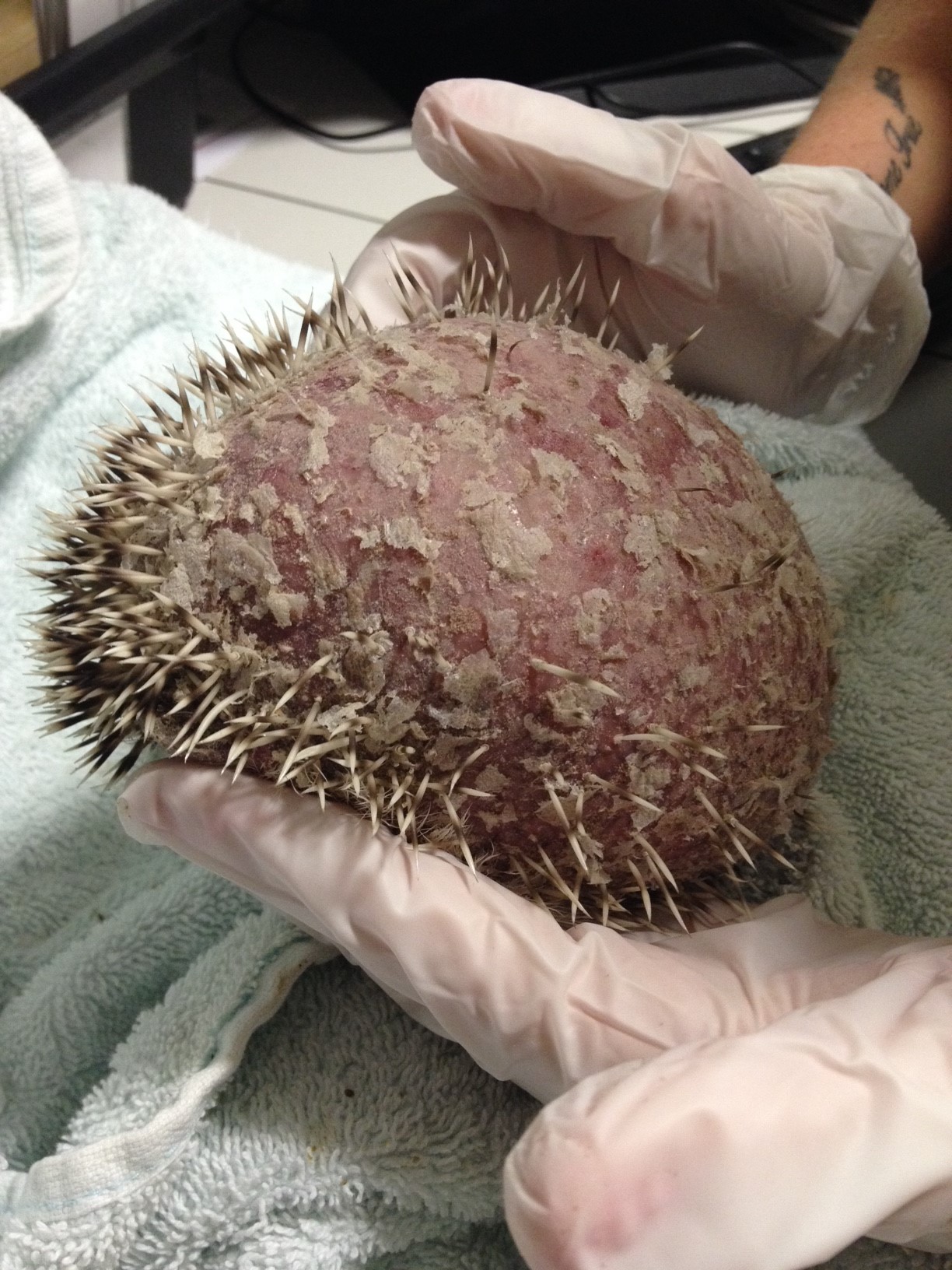 Hedgy back before treatment