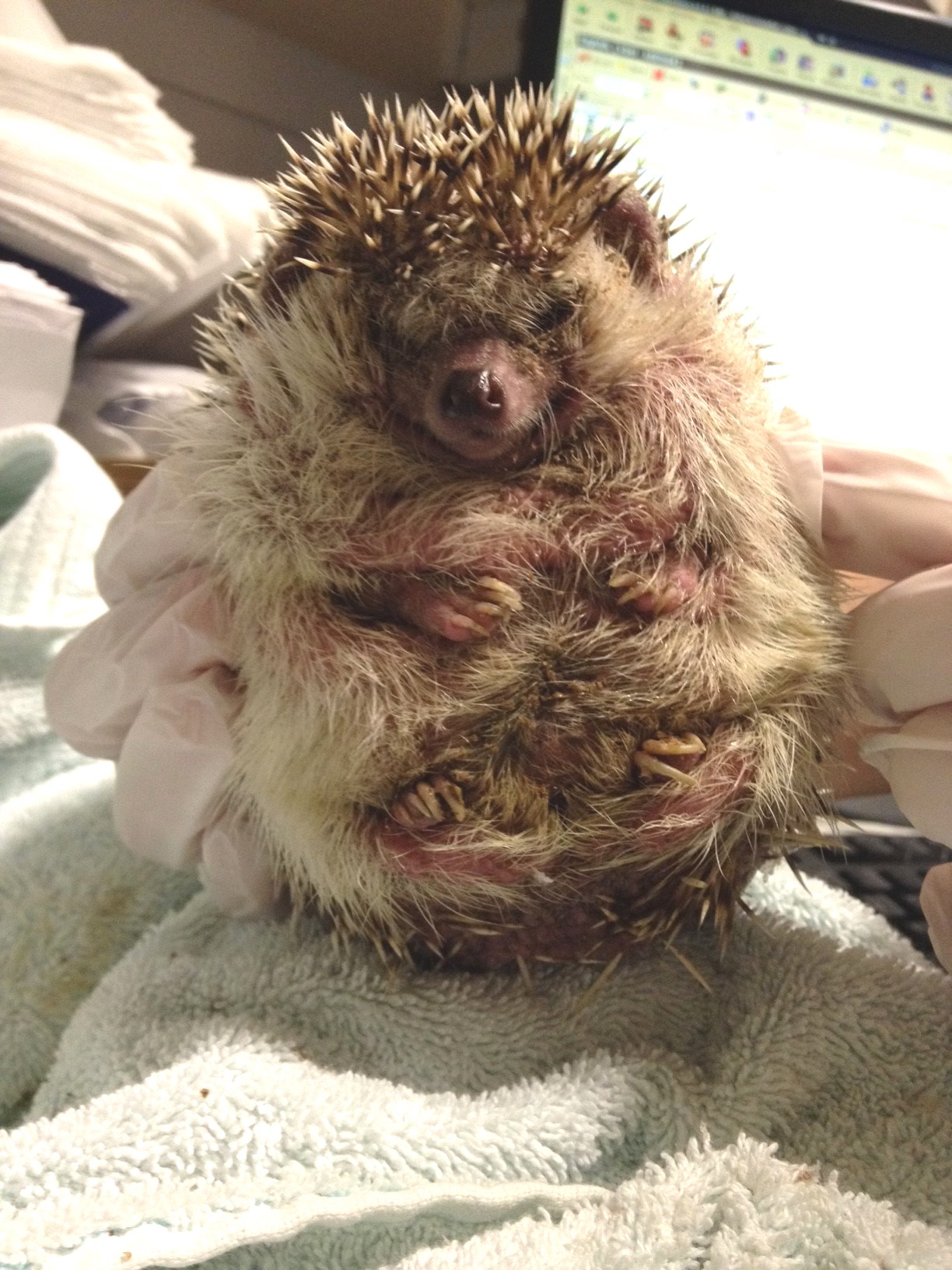 Hedgy ingrowing craws
