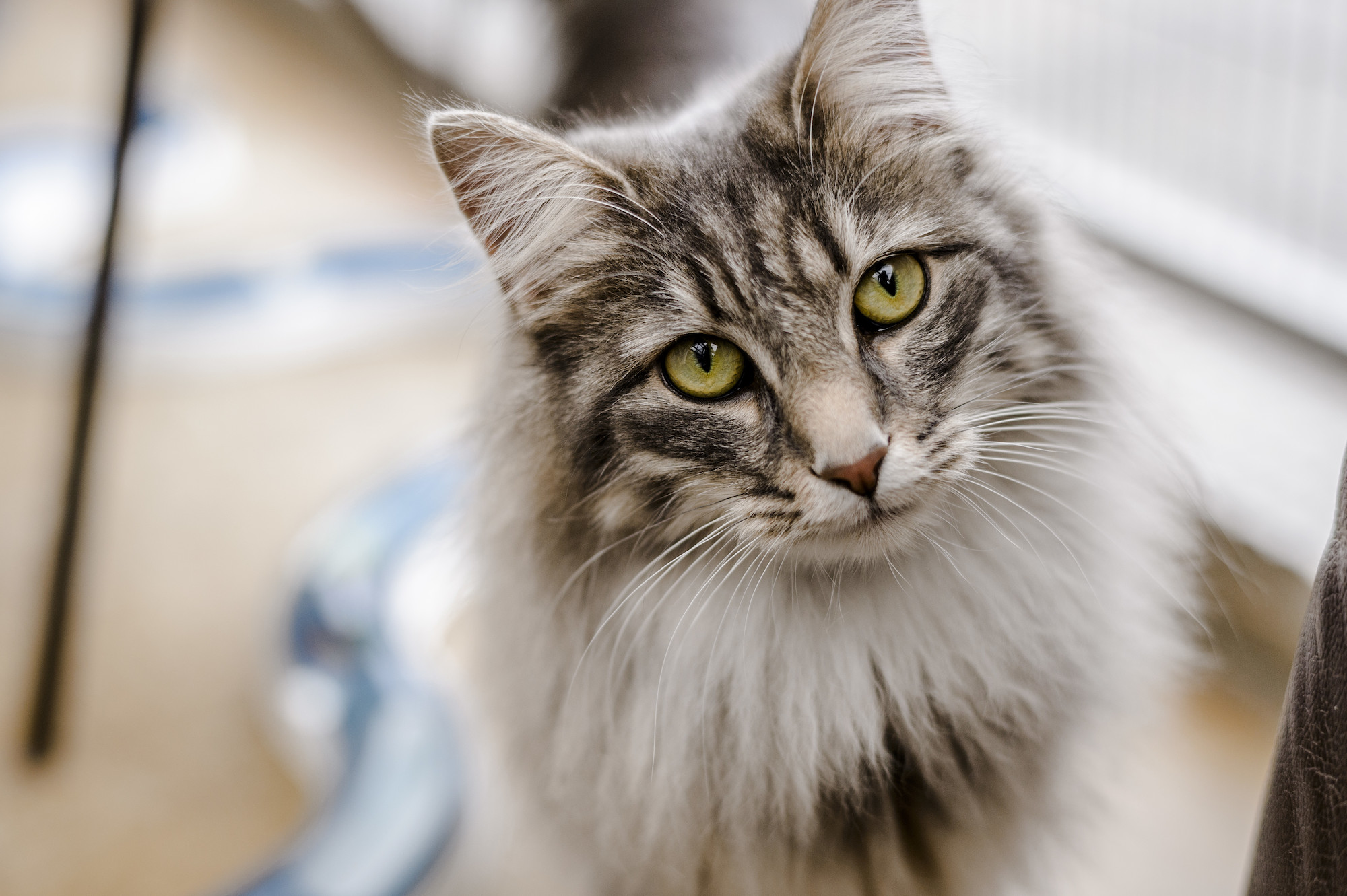 best flea treatment for cats uk 2019