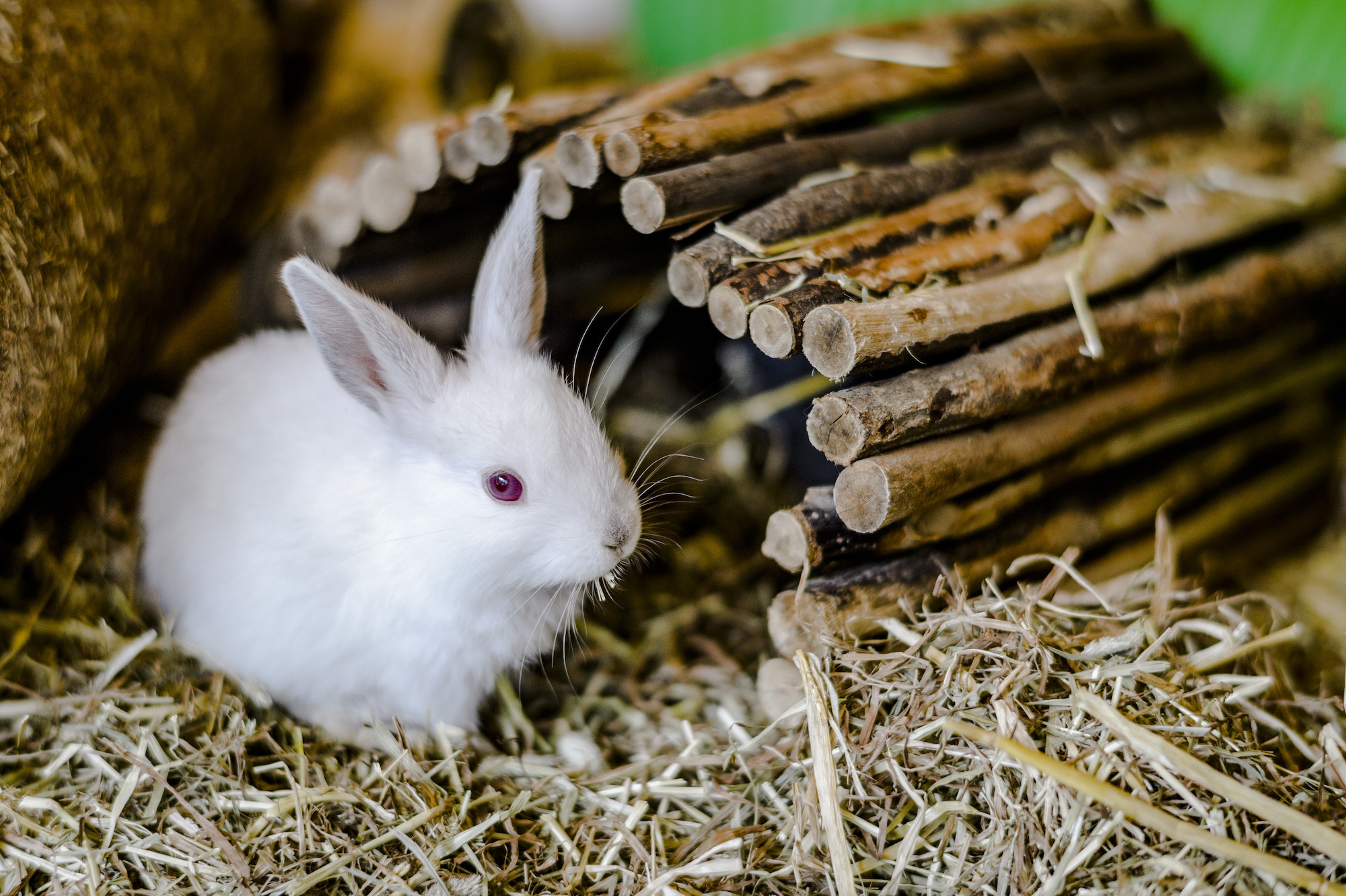 Rabbit sitting in straw ready for winter