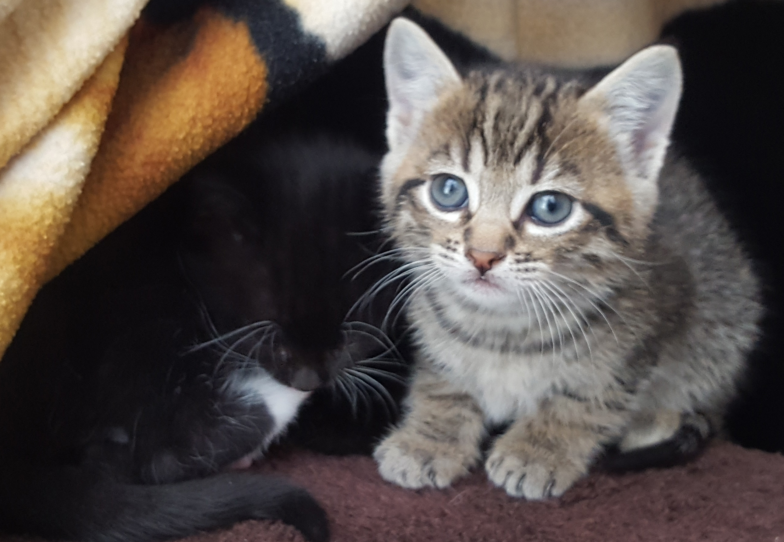 Kittens first shop vaccinations uk