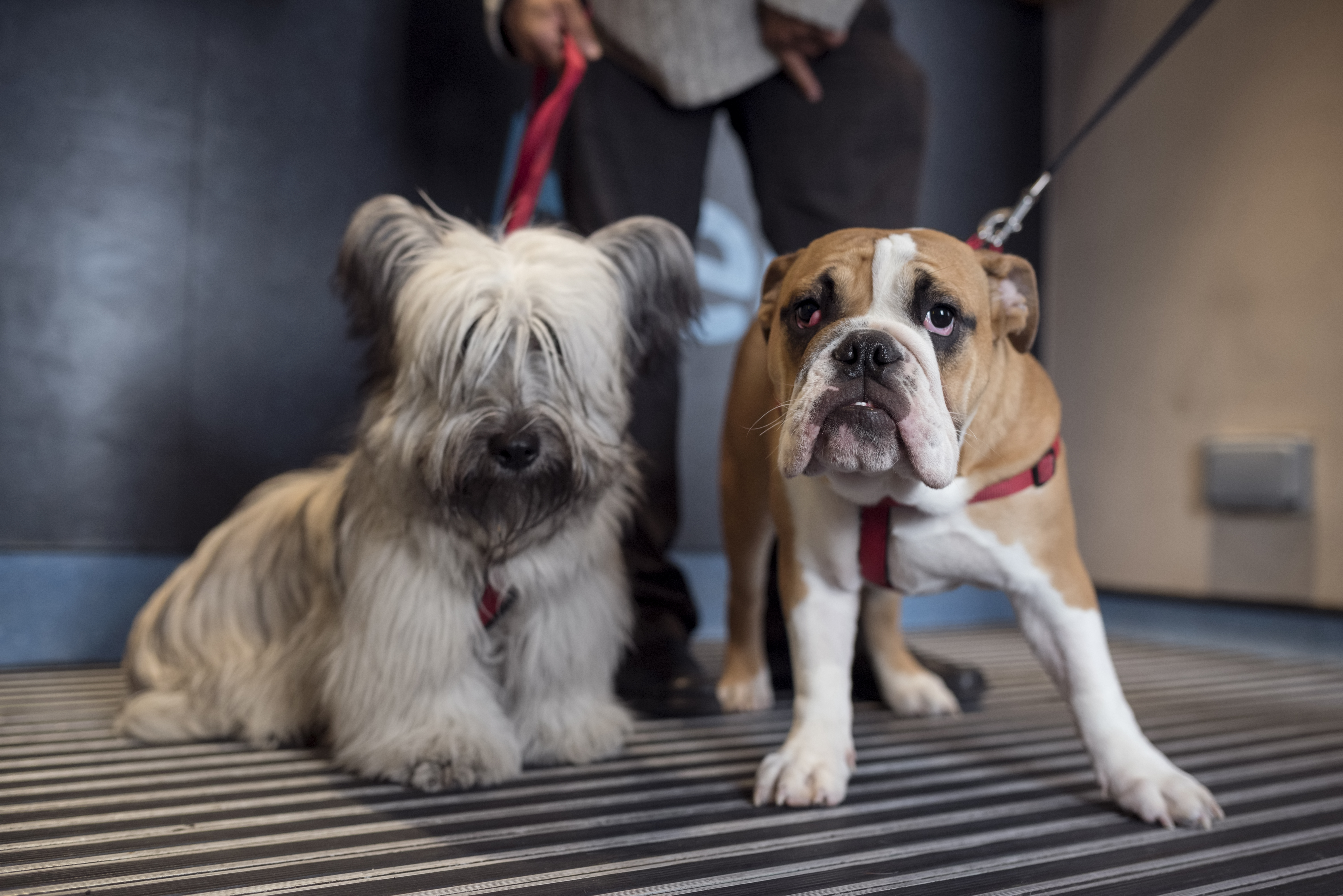 Greta and frank