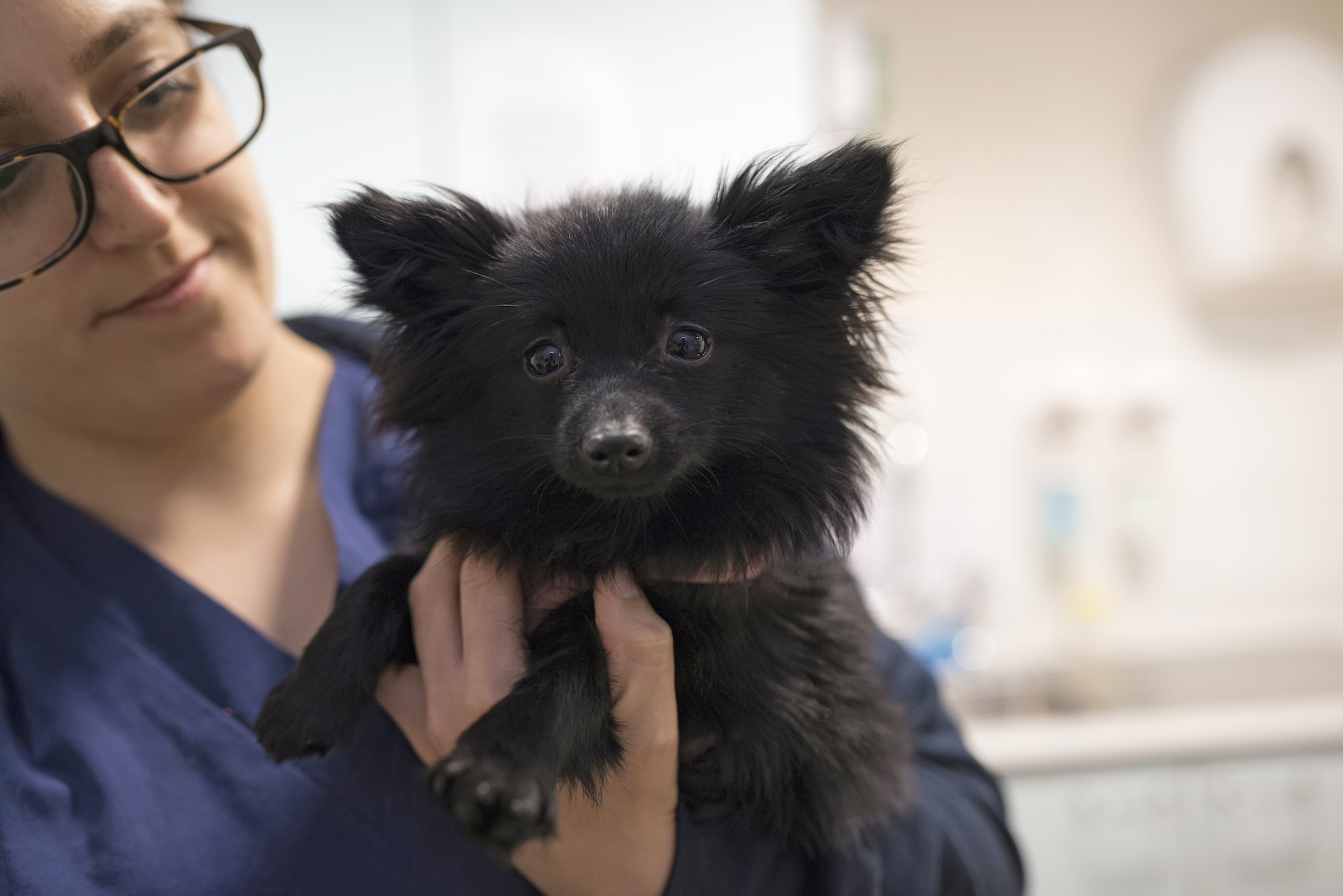Black Pomeranian dog called Snowie at Blue Cross Victoria animal hospital
