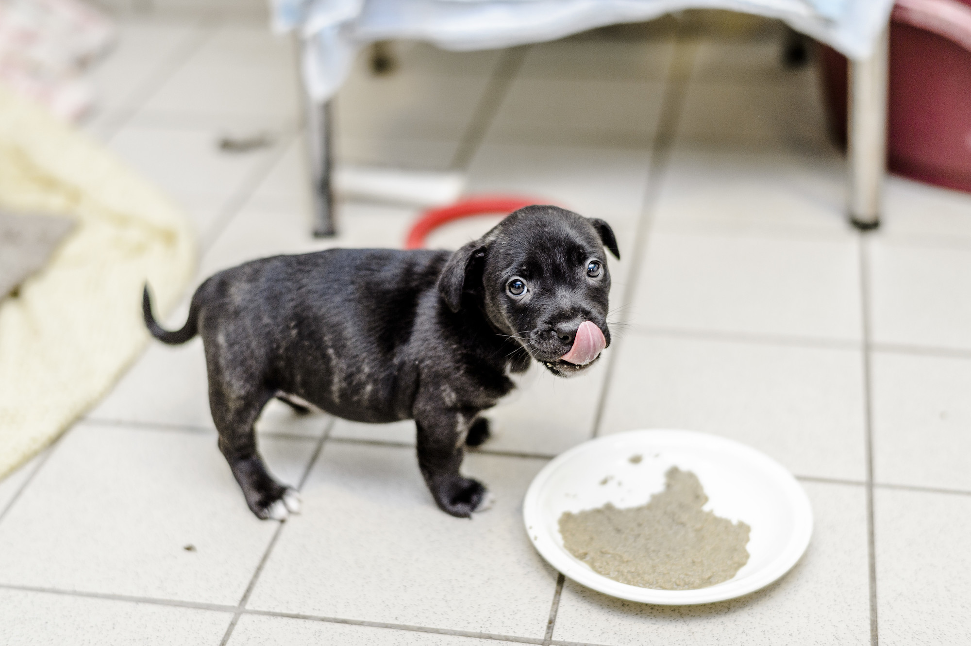 Puppy eating at a Blue Cross rehoming centre