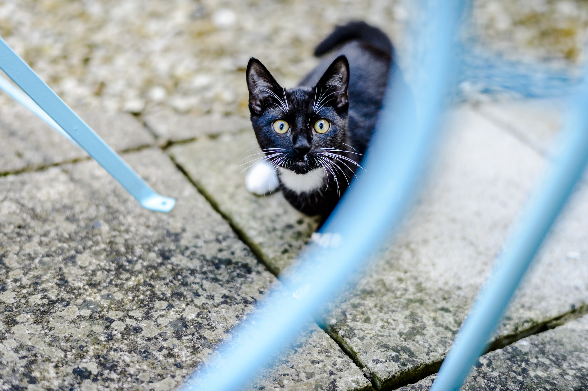 cats and summer heat