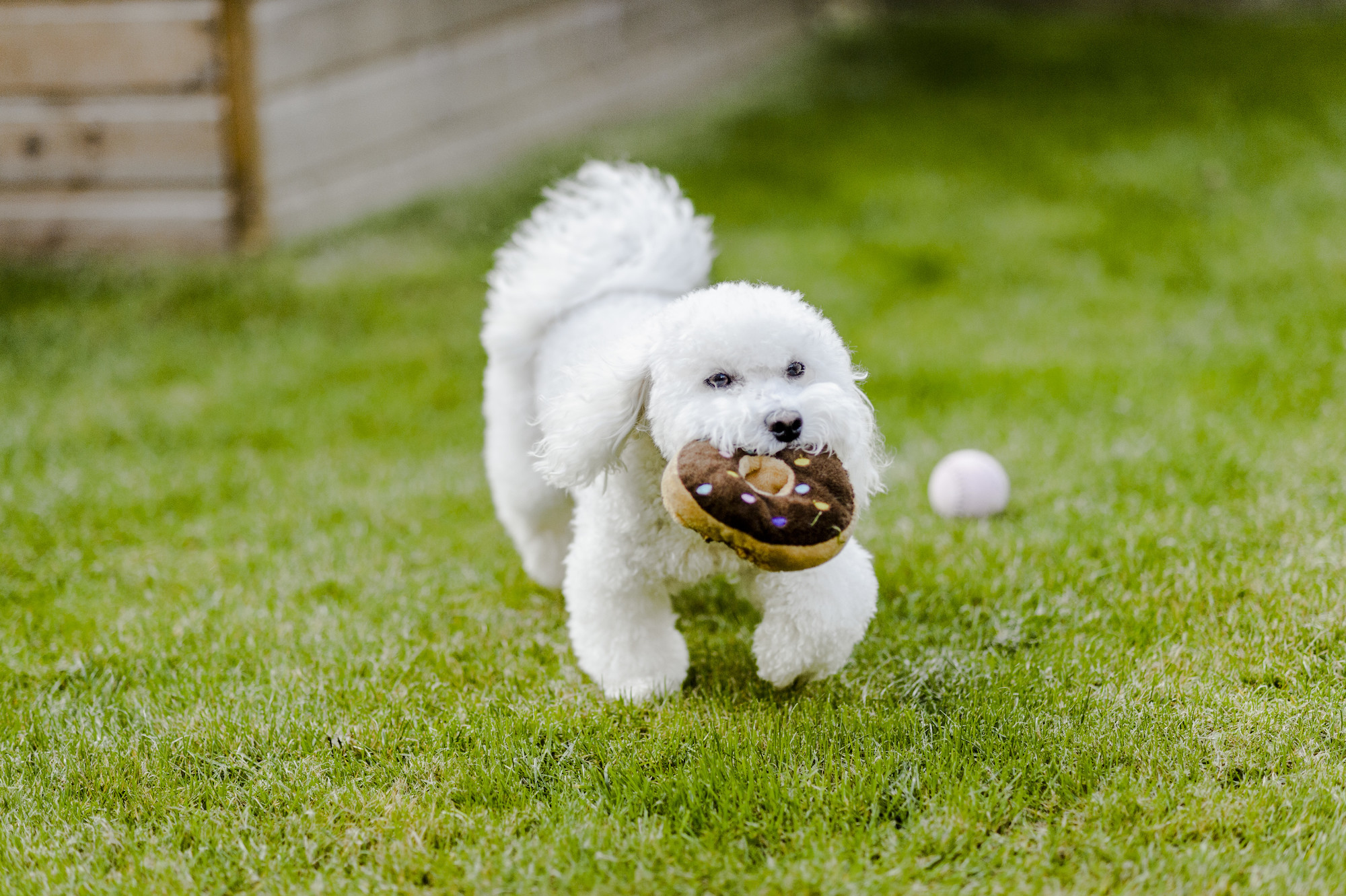 A white fluffy dog with a toy doughnut 
