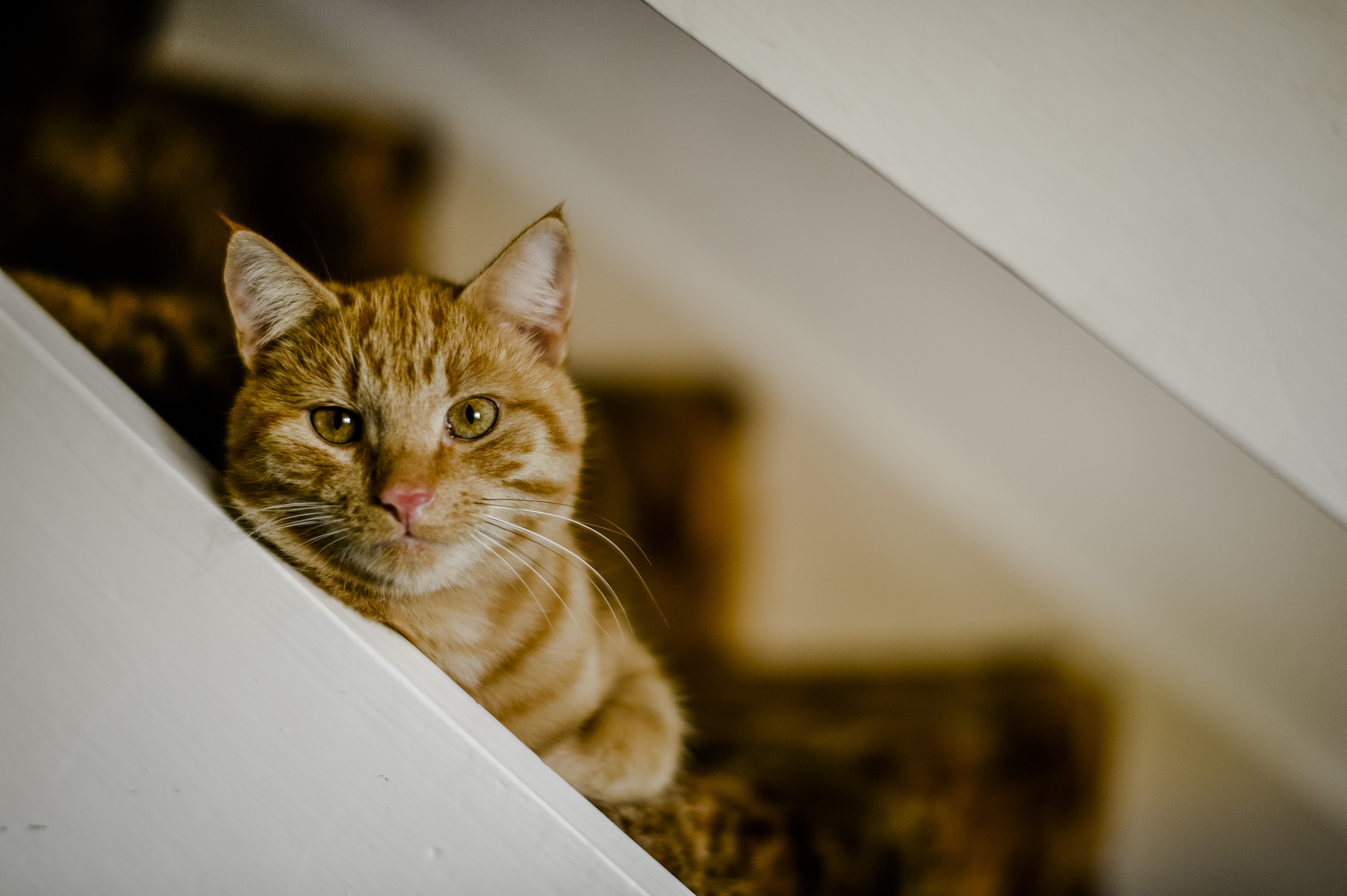 Cat on the stairs