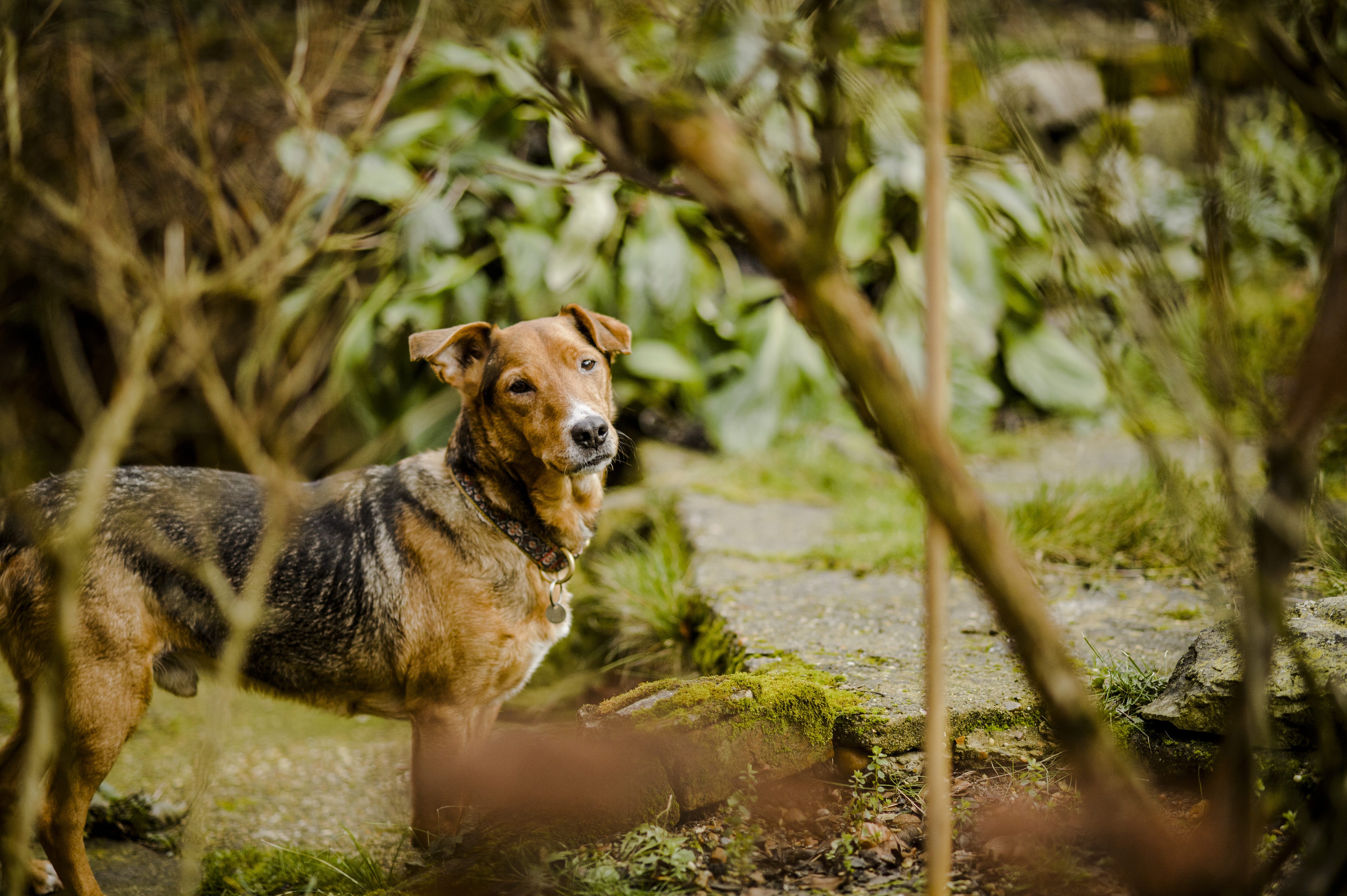 Dog in the woods