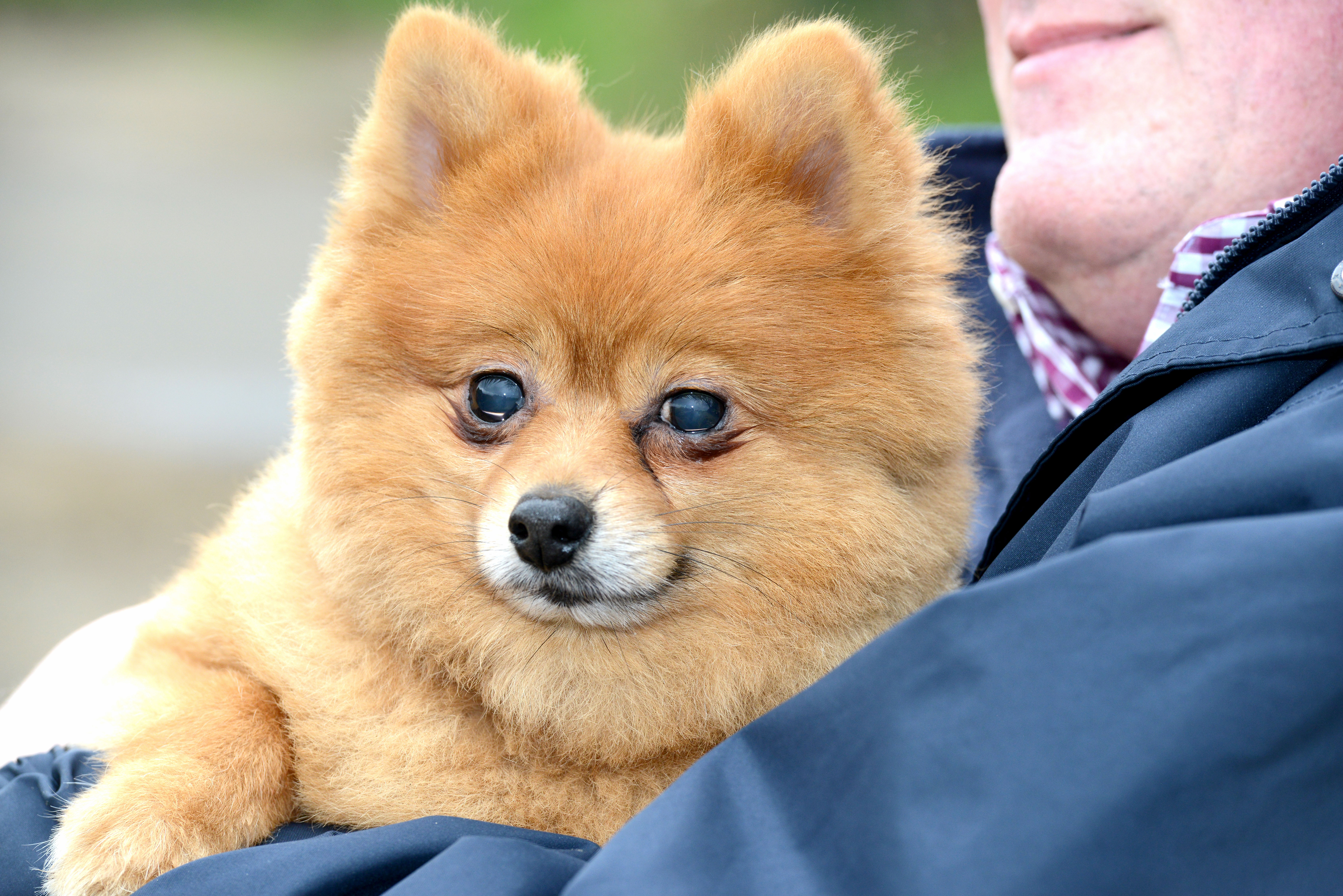 Fred in arms of owner