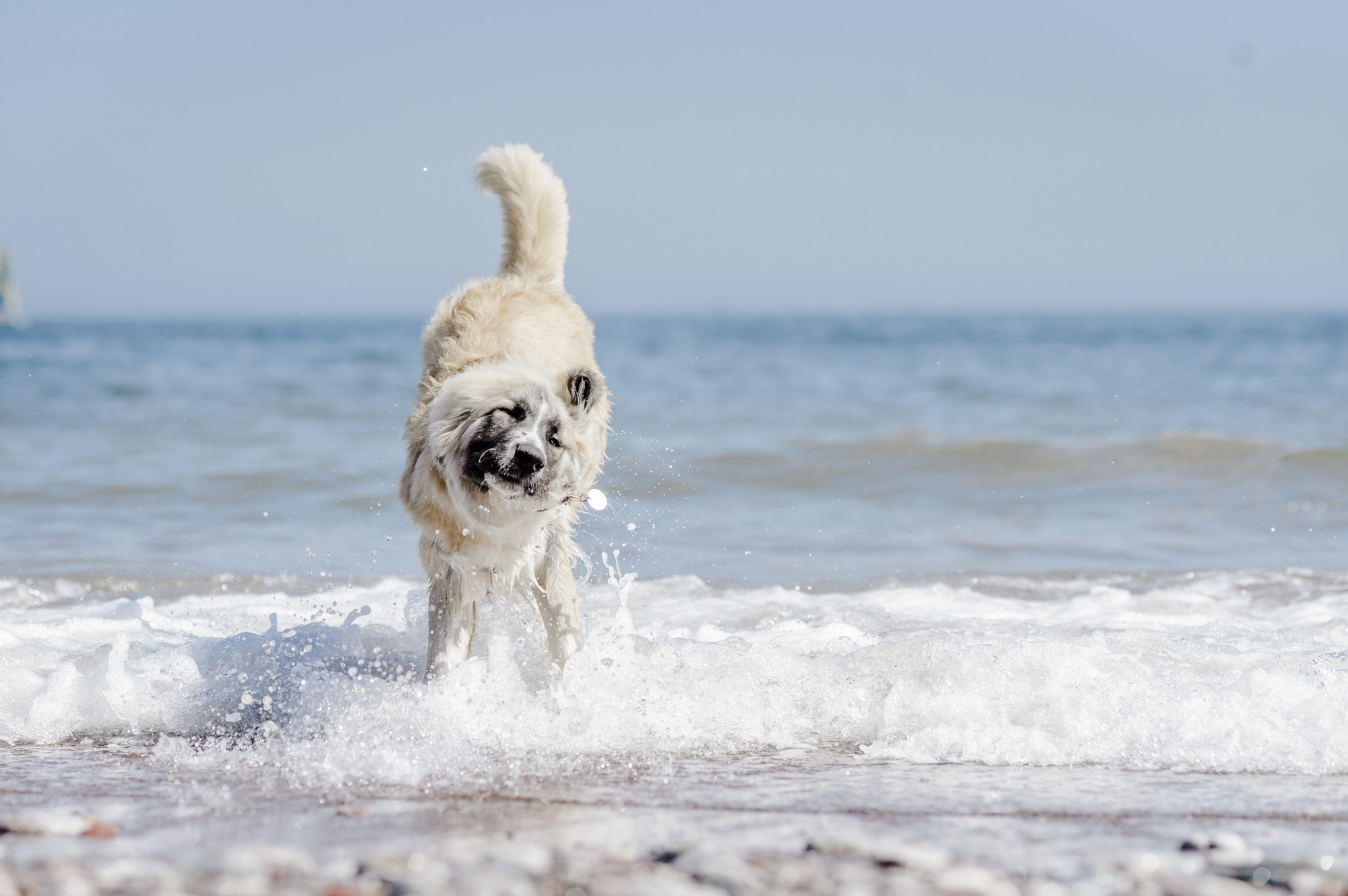 dog at beach