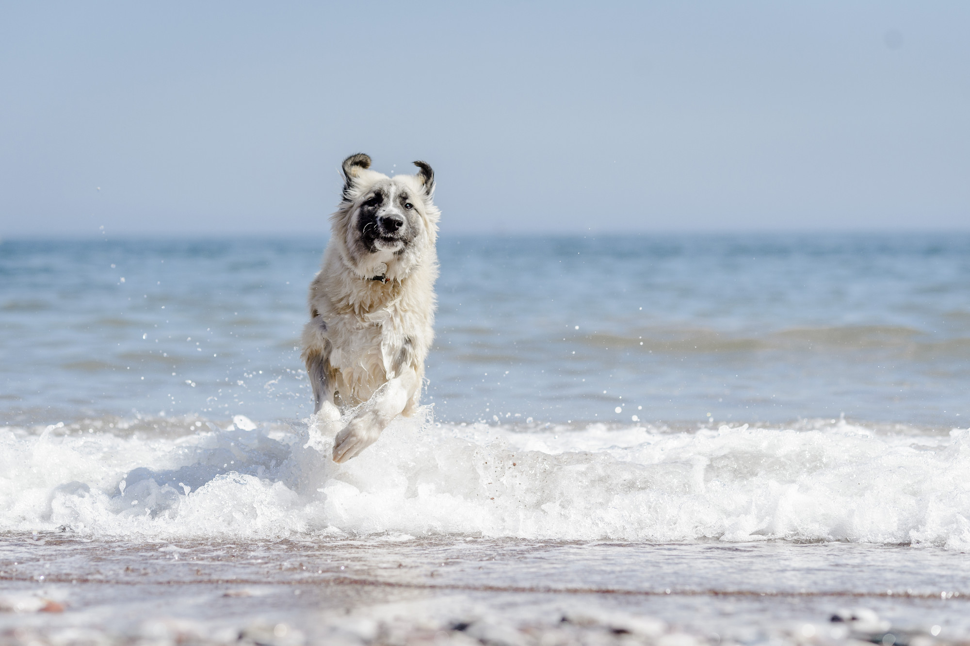Dog running through the waves on the beach