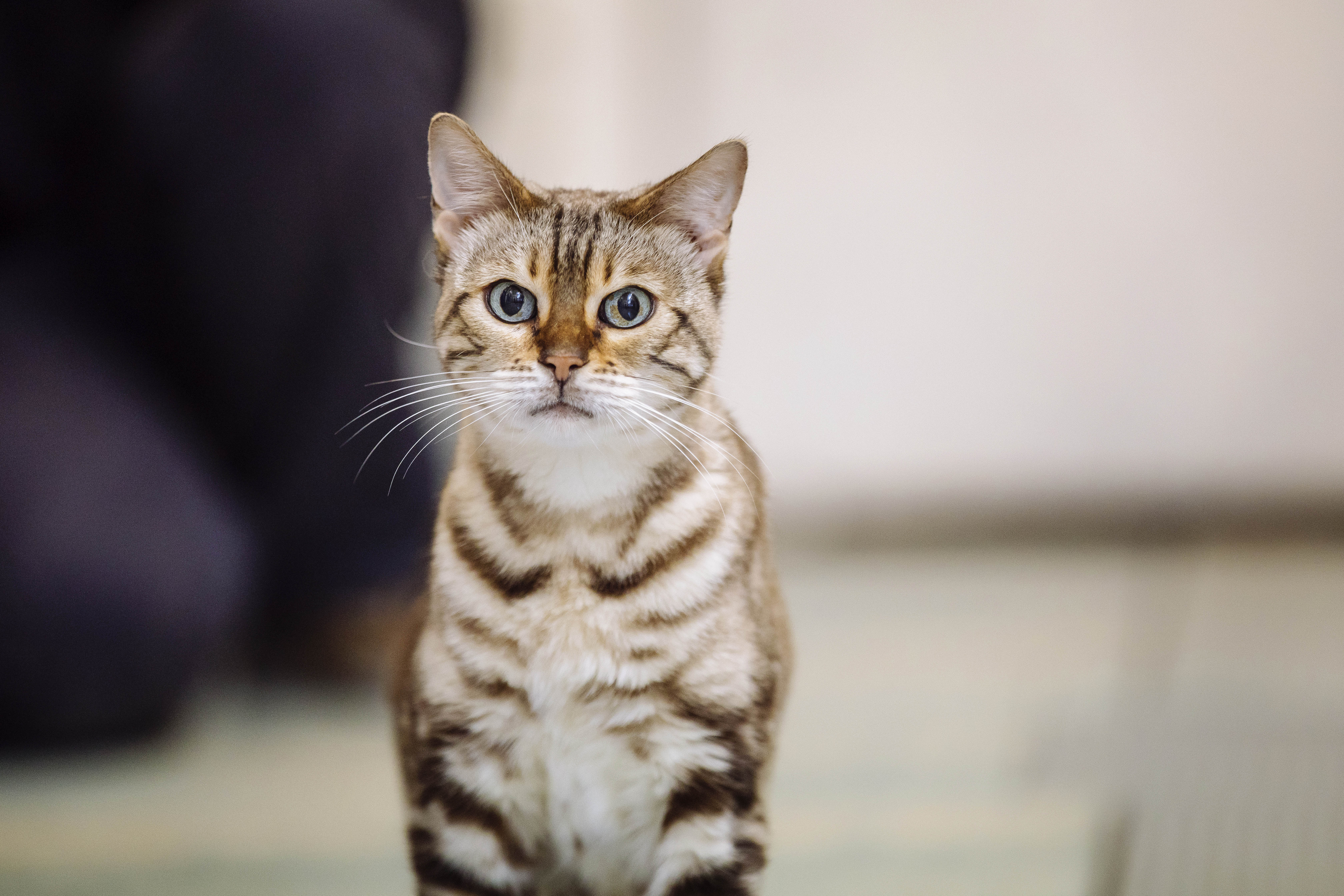 Bengal cat looking at camera