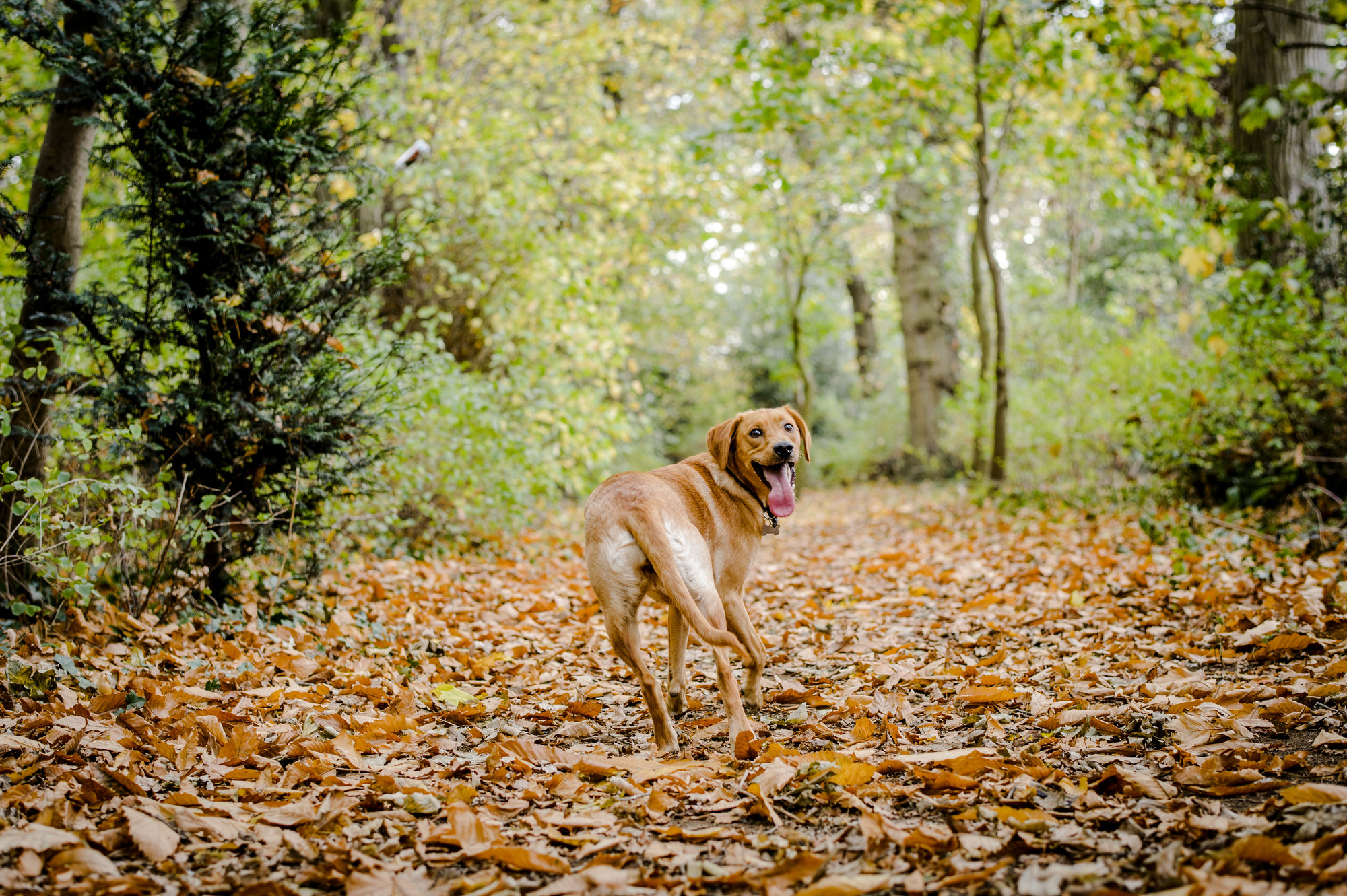 Poppy enjoying a walk through woodland