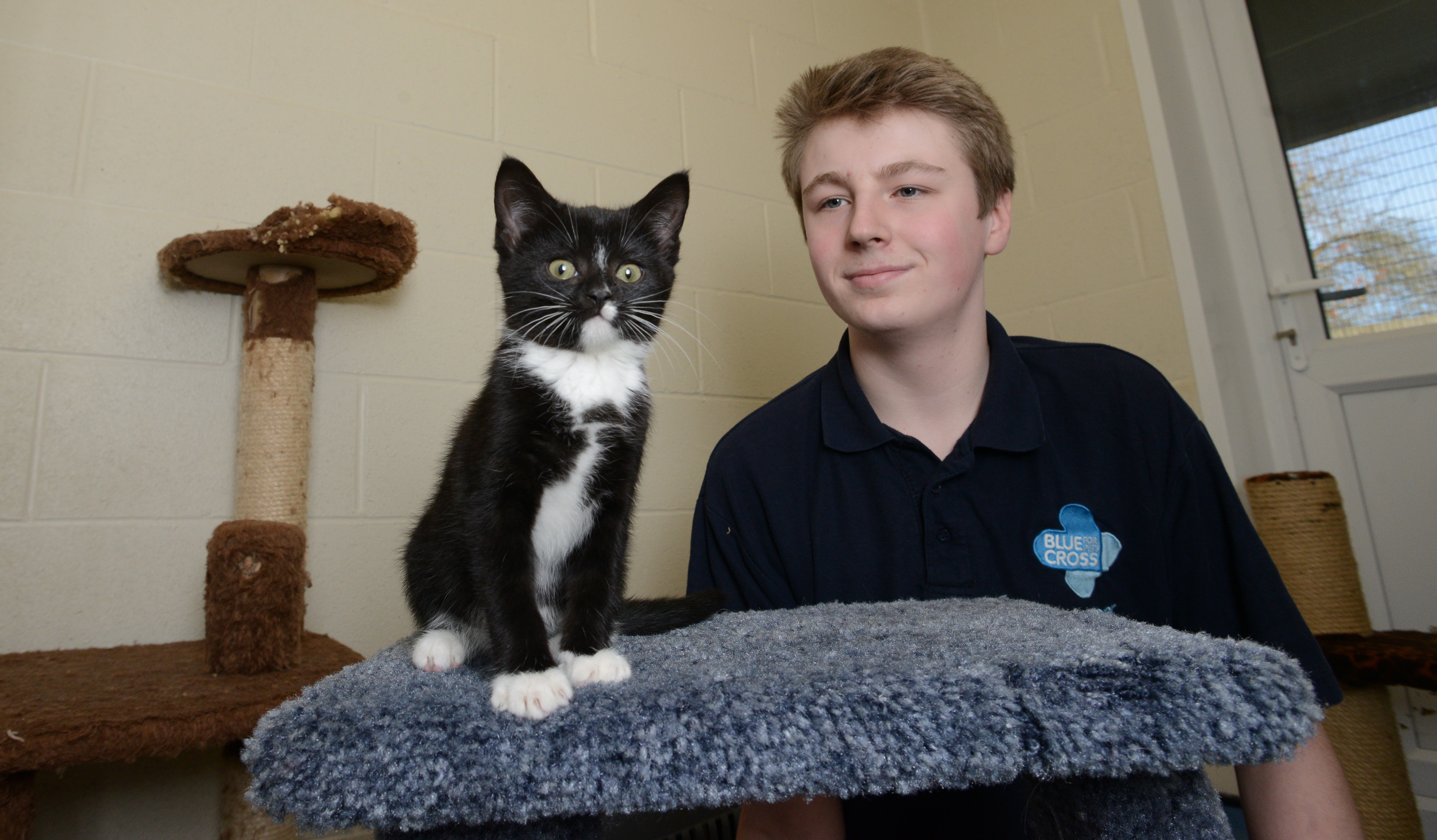 a black and white kitten sits of a scratching post with 16-year-old Jonathan watching closely