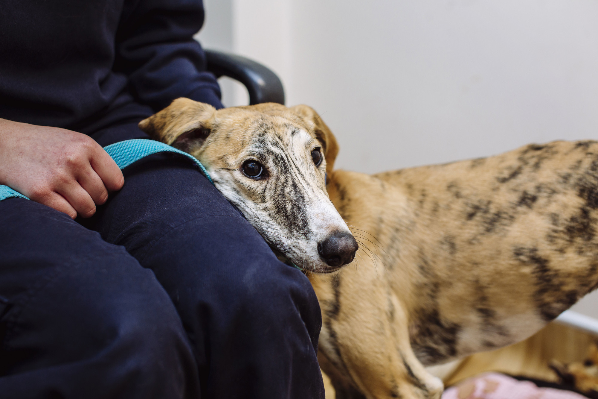 lurcher leaning on person