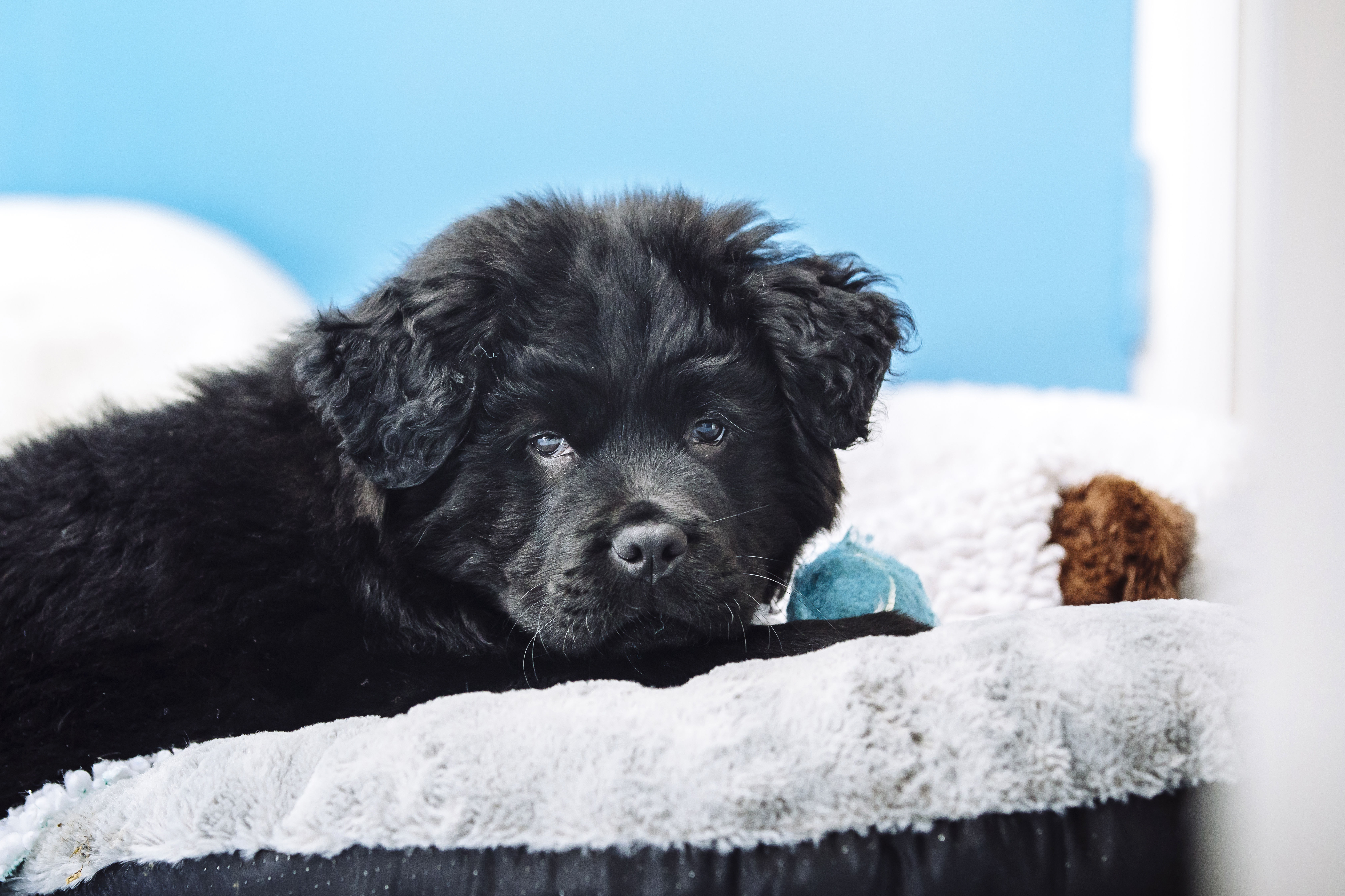 Puppy at night time