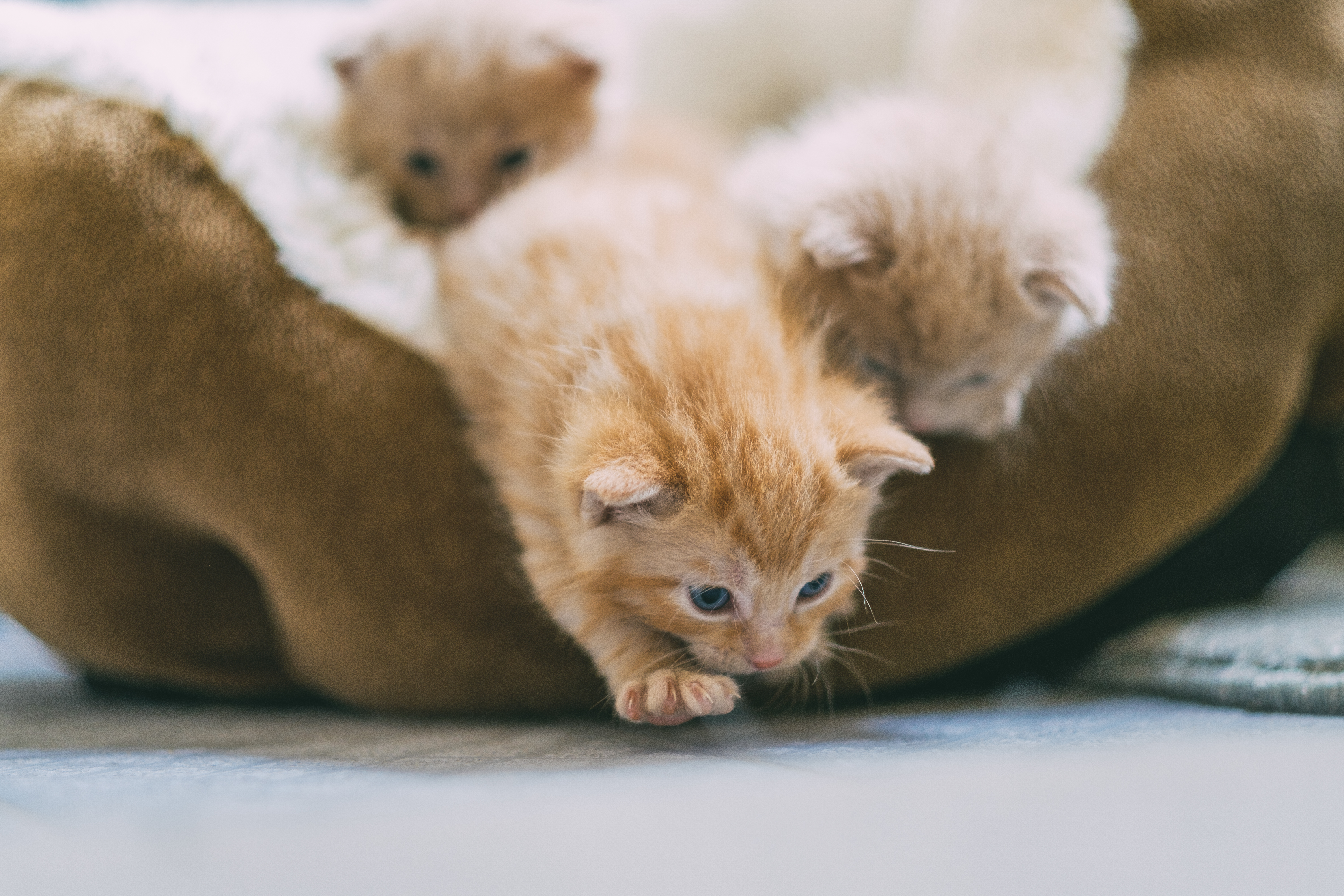 Kittens climbing out of bed