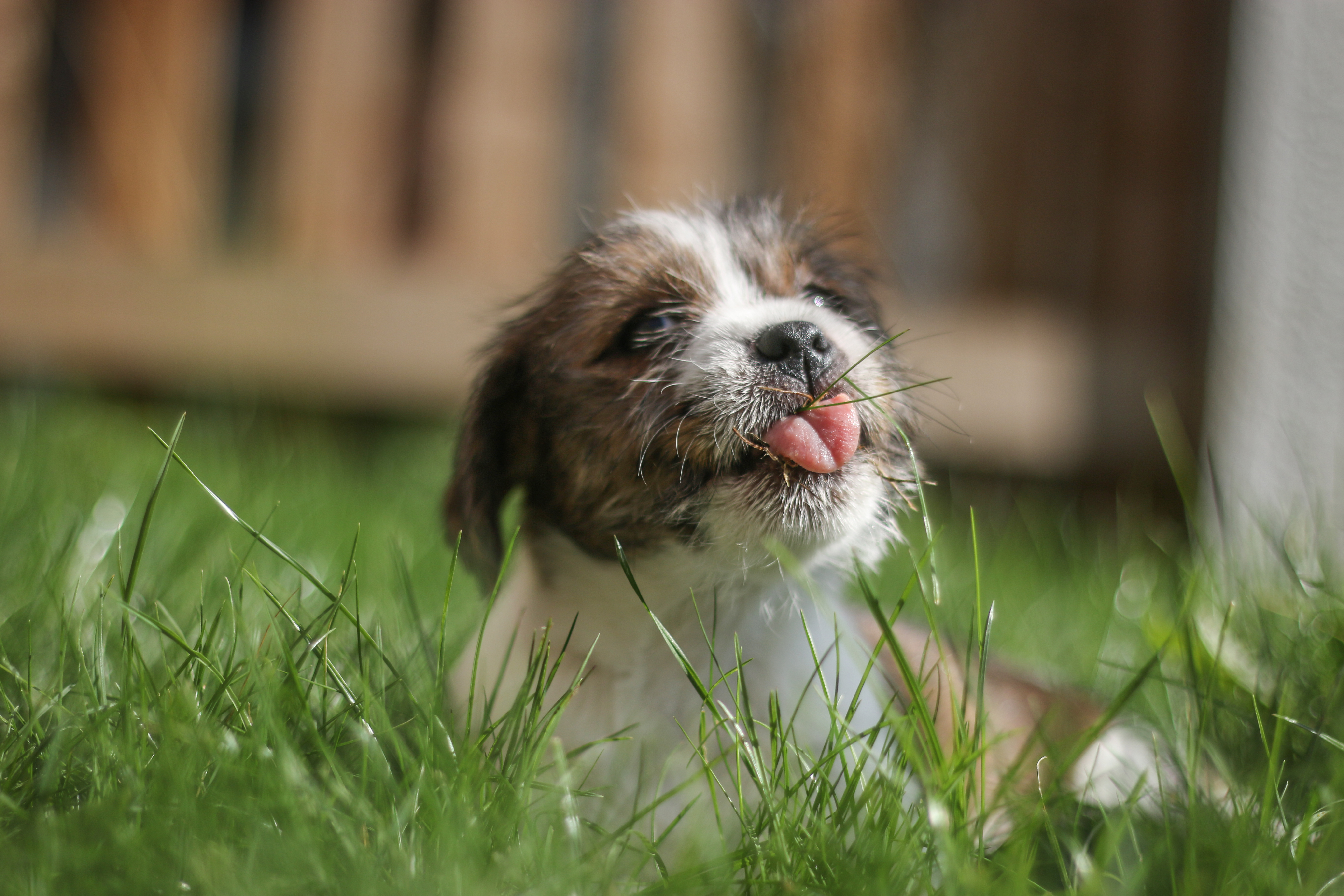 Puppy licking