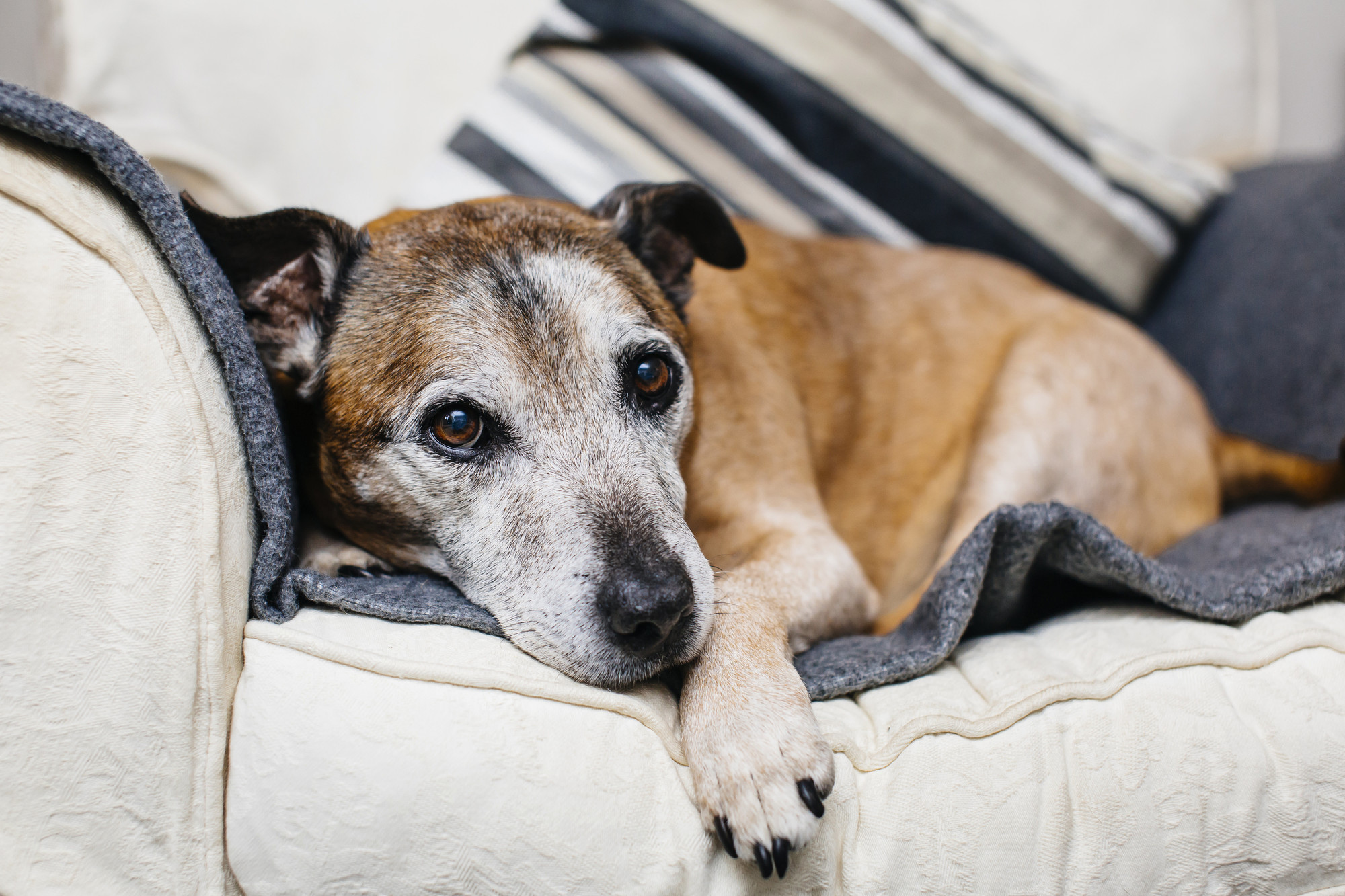 Staffordshire bull terrier on sofa