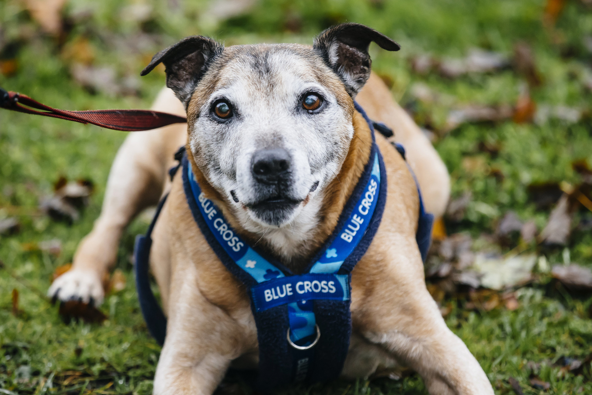 Staffordshire bull terrier in Blue Cross harness