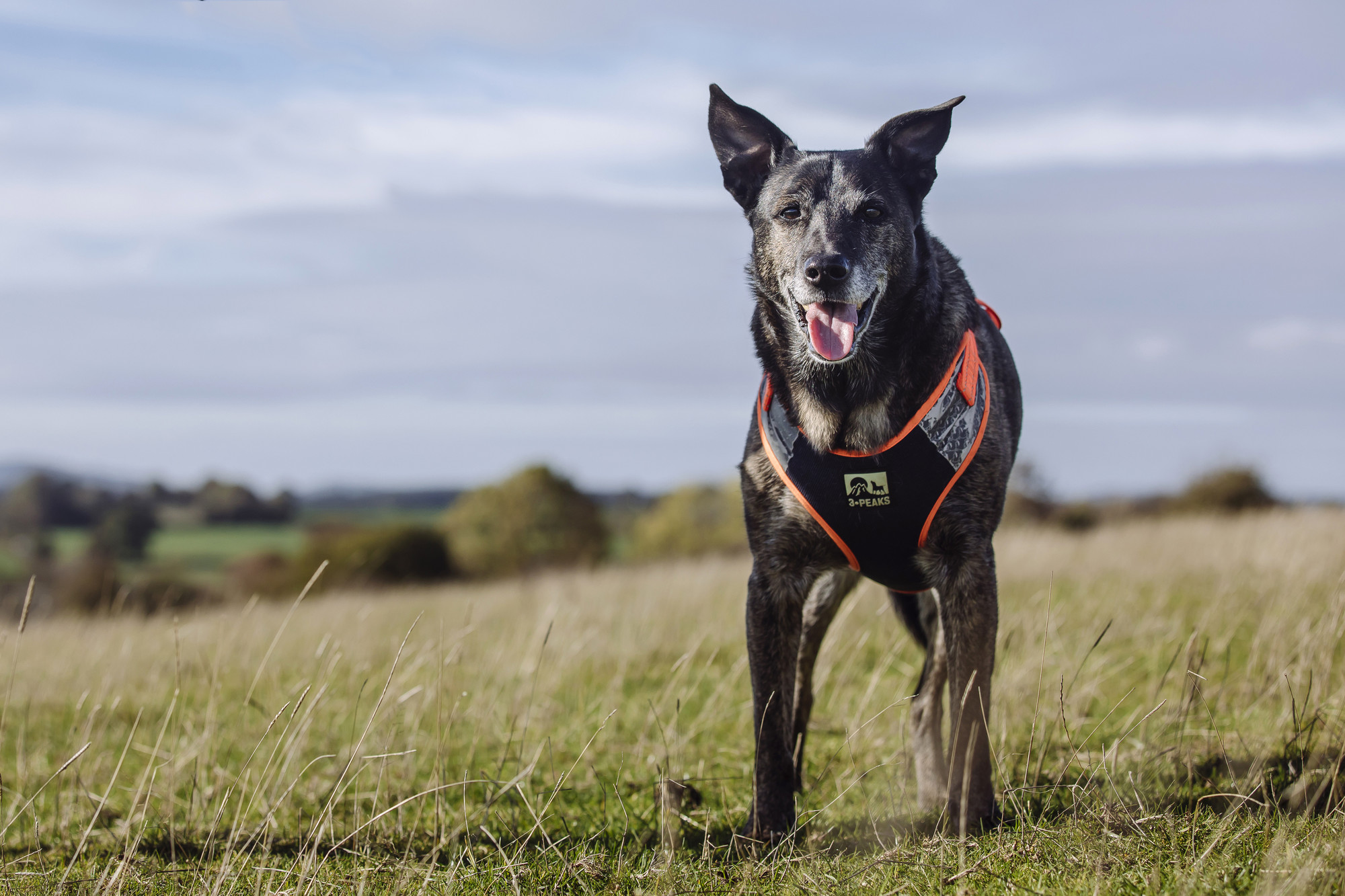 Jack enjoying a walk through the countryside surrounding his home.