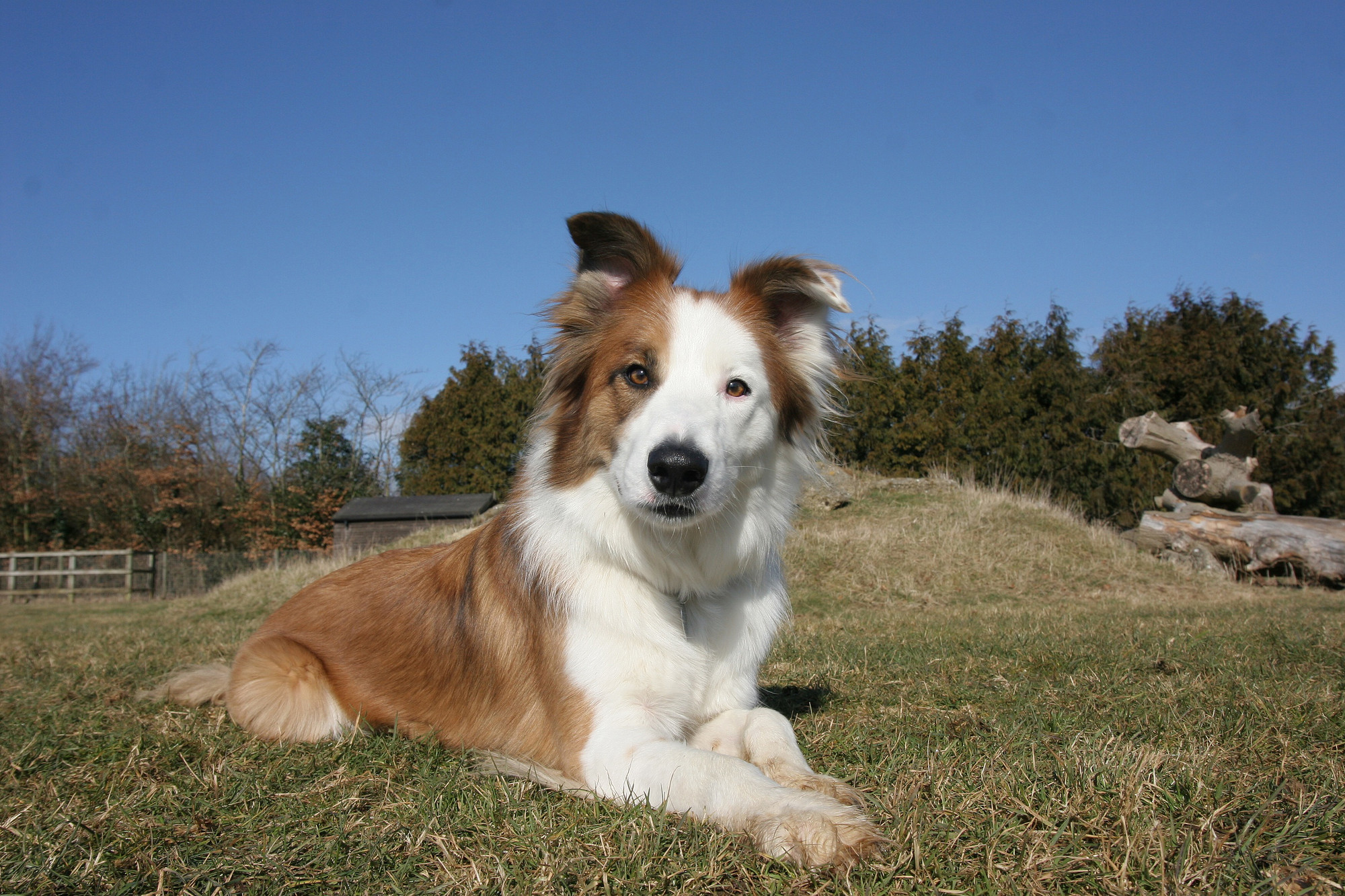 Buddy, a 4-year-old collie who was adopted from The Blue Cross by Aileen Holloway