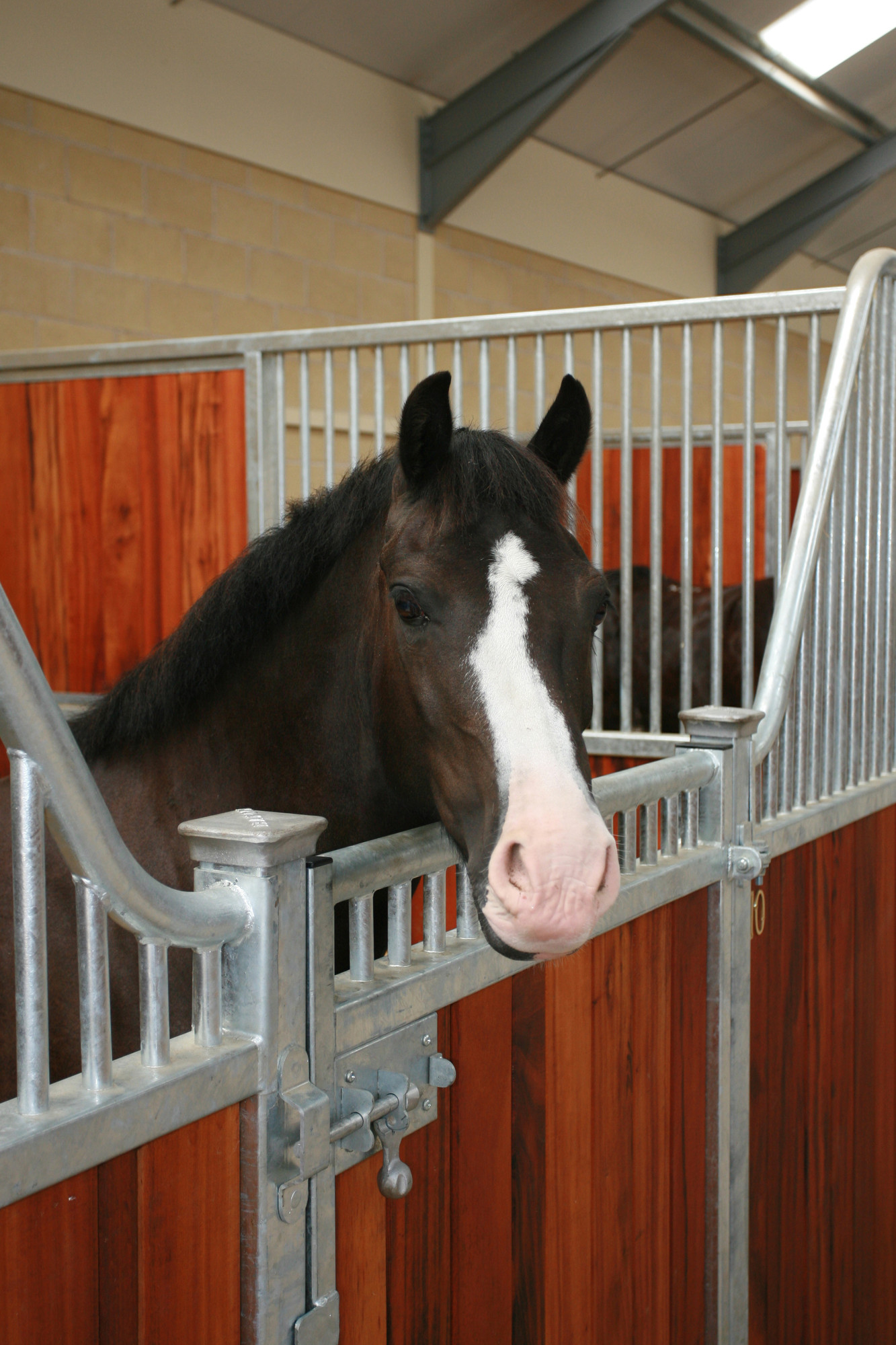 Tom in his stable at the Rolleston equine centre