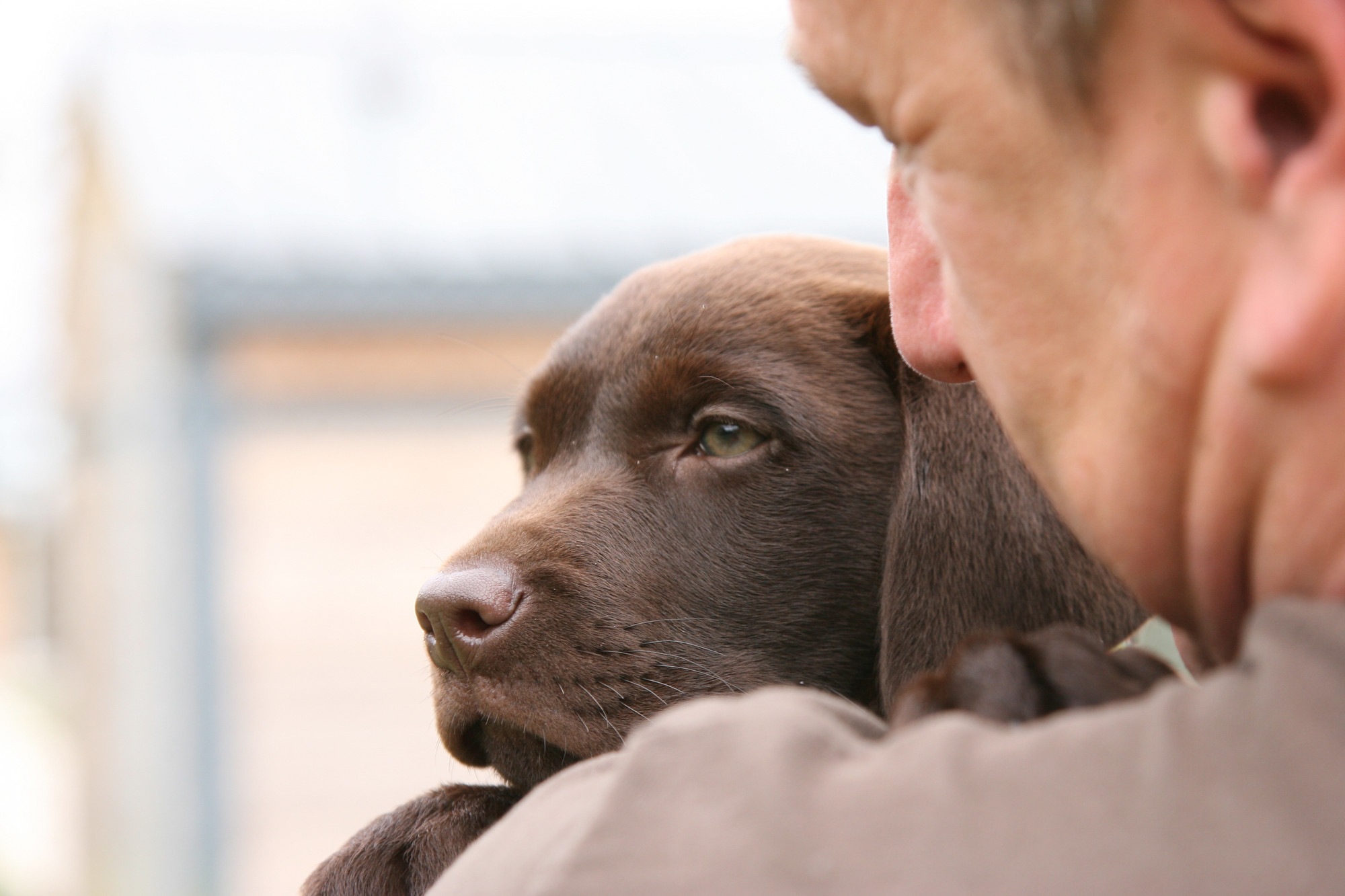 Dave Thomas holding ten-week-old chocolate brown labrador Marley