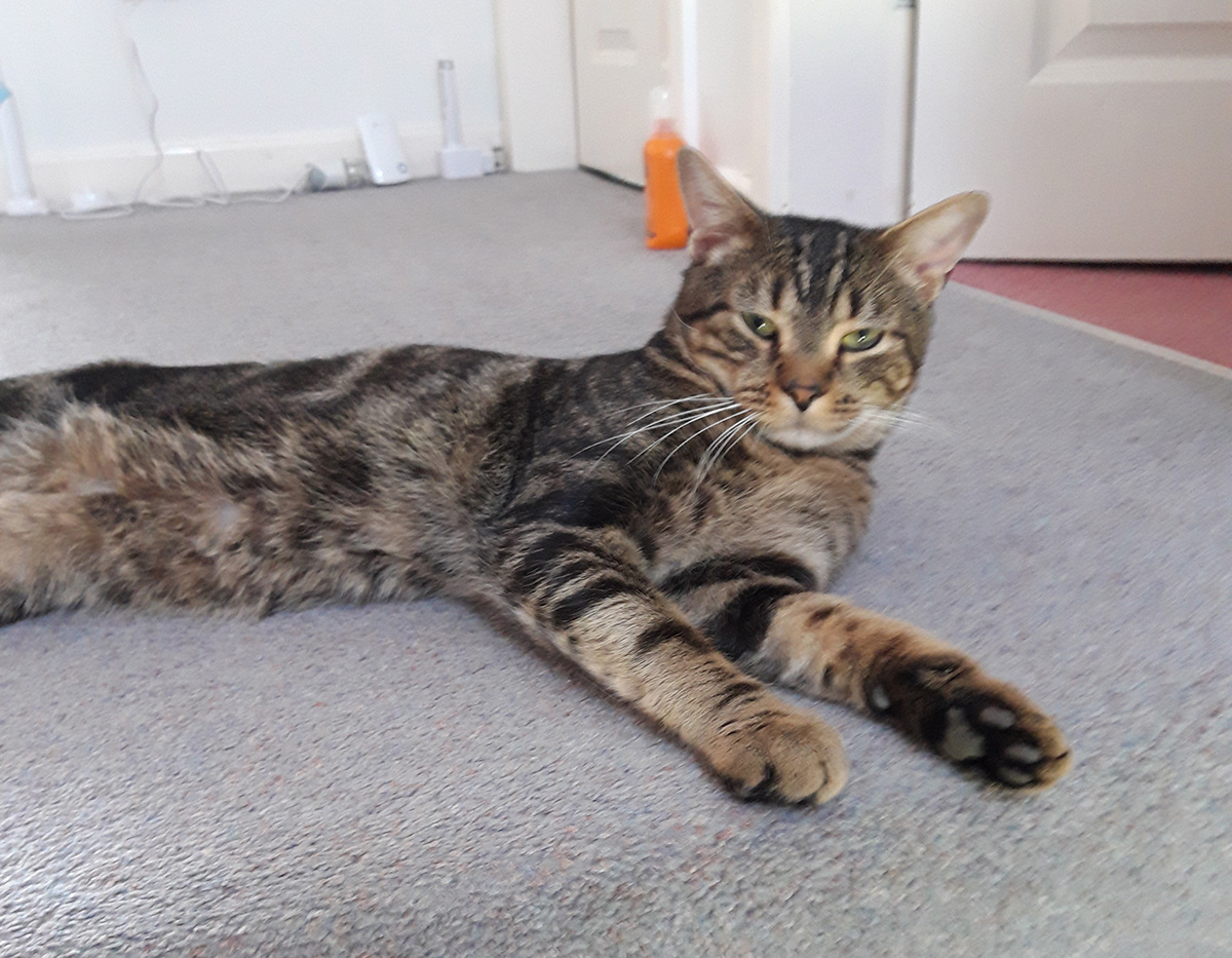 Baloo relaxing in new home