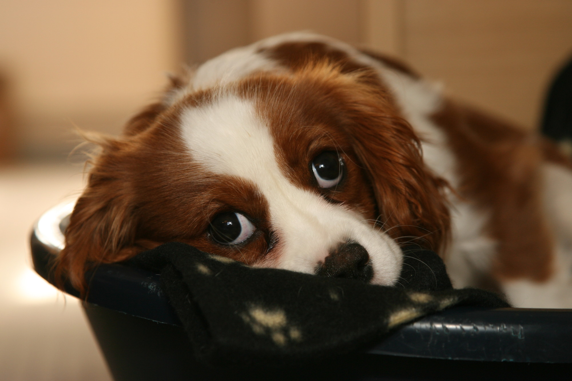 Max, a six-month-old King Charles spaniel belonging to Tony Goodchild