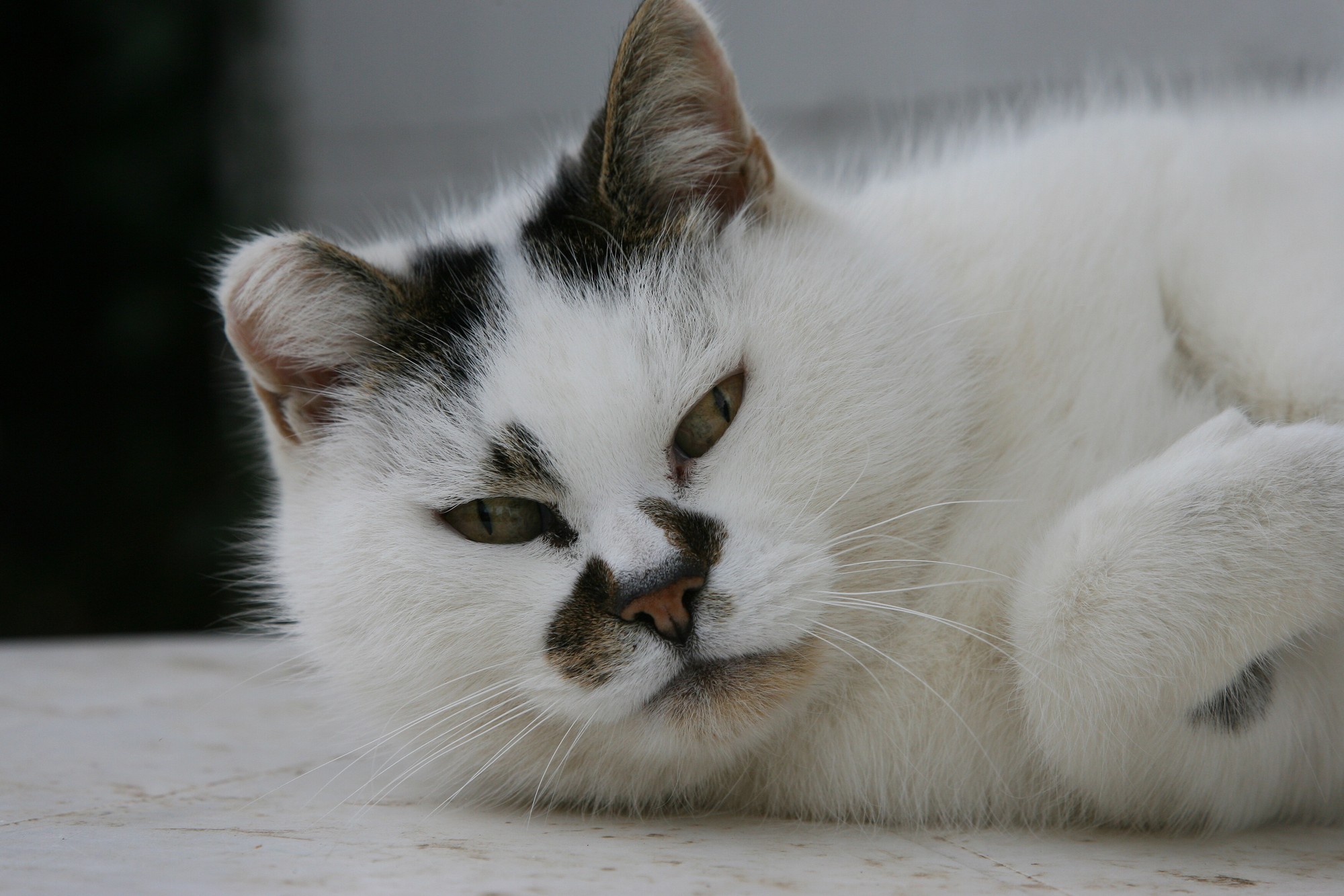 Molly, the 14-year-old centre cat at Northiam