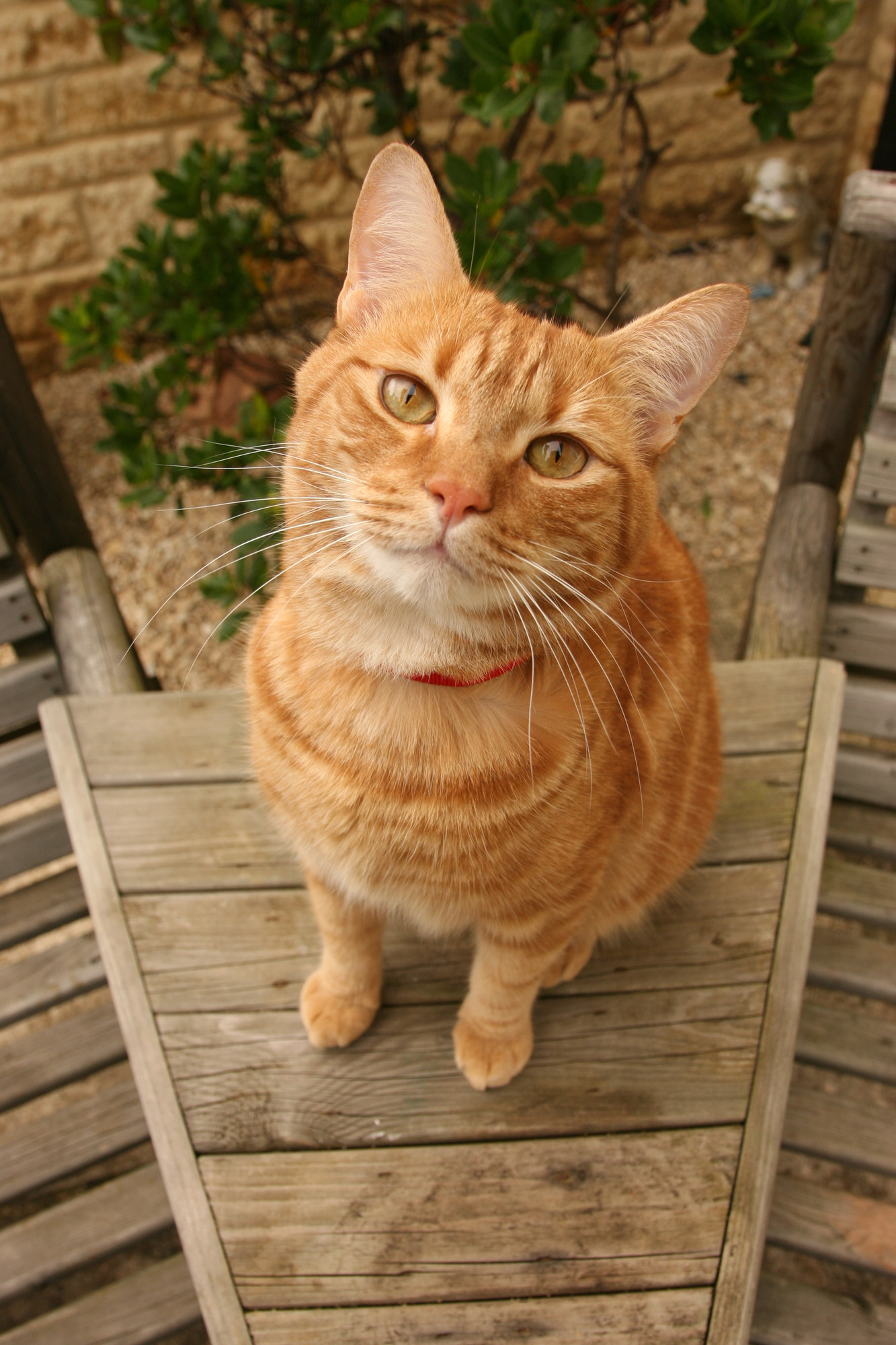 Ginger tabby cat Jaffa, belonging to Burford AWA Sarah Pook