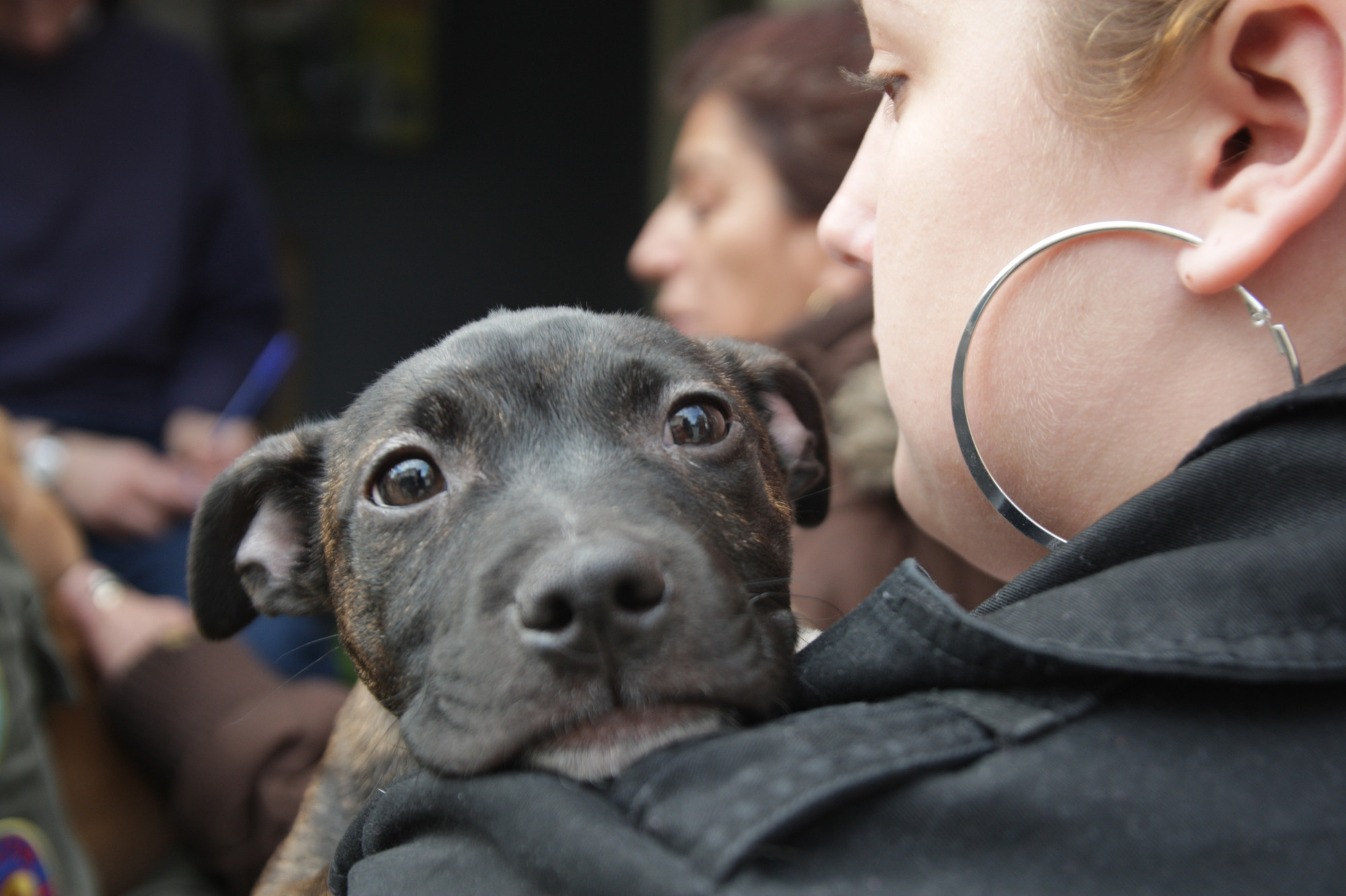 Koula Shannon's 13-week-old Staffordshire Bull Terrier puppy Missy Elliot