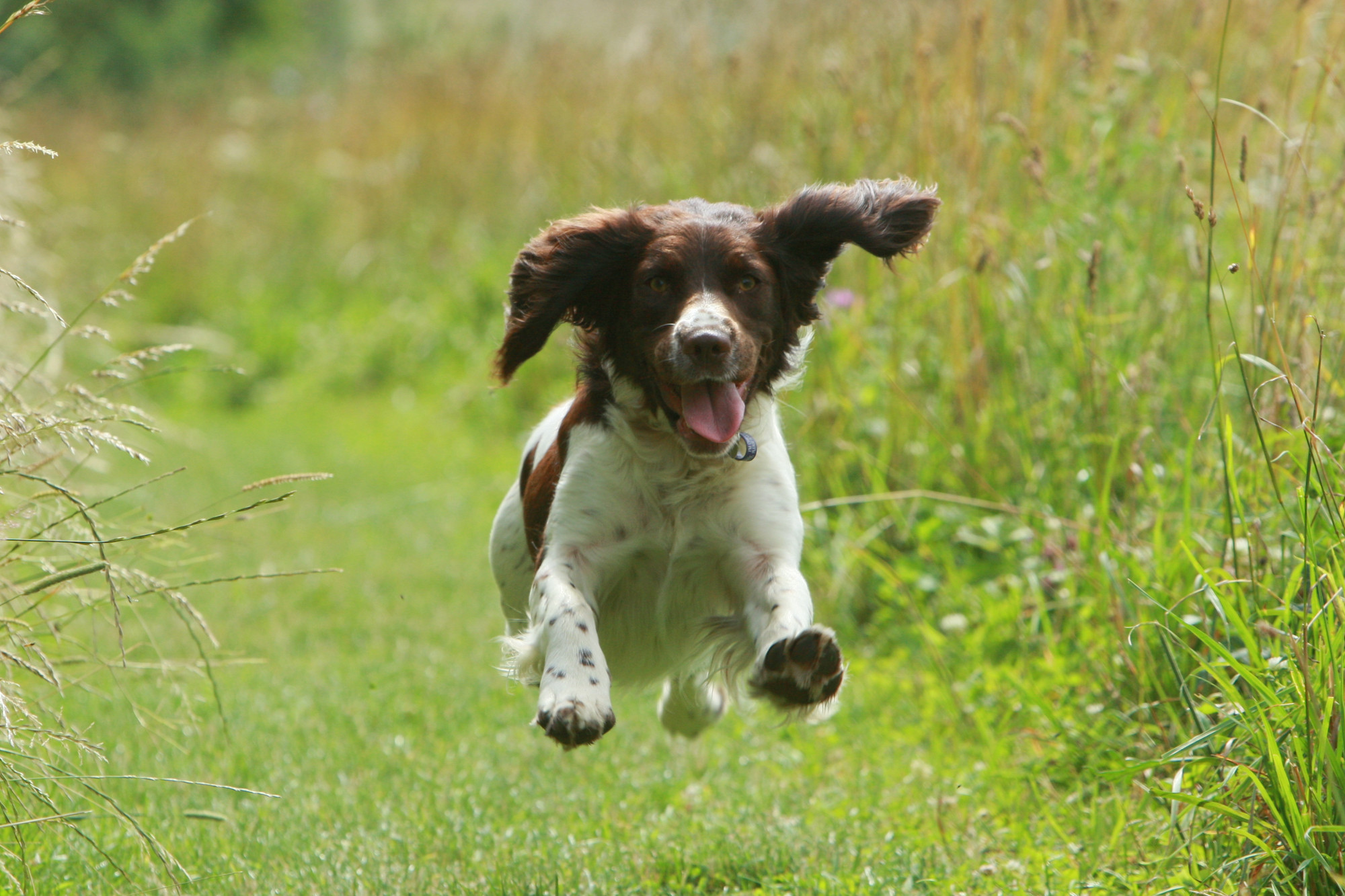 Selina Williams's English springer spaniels Lulu