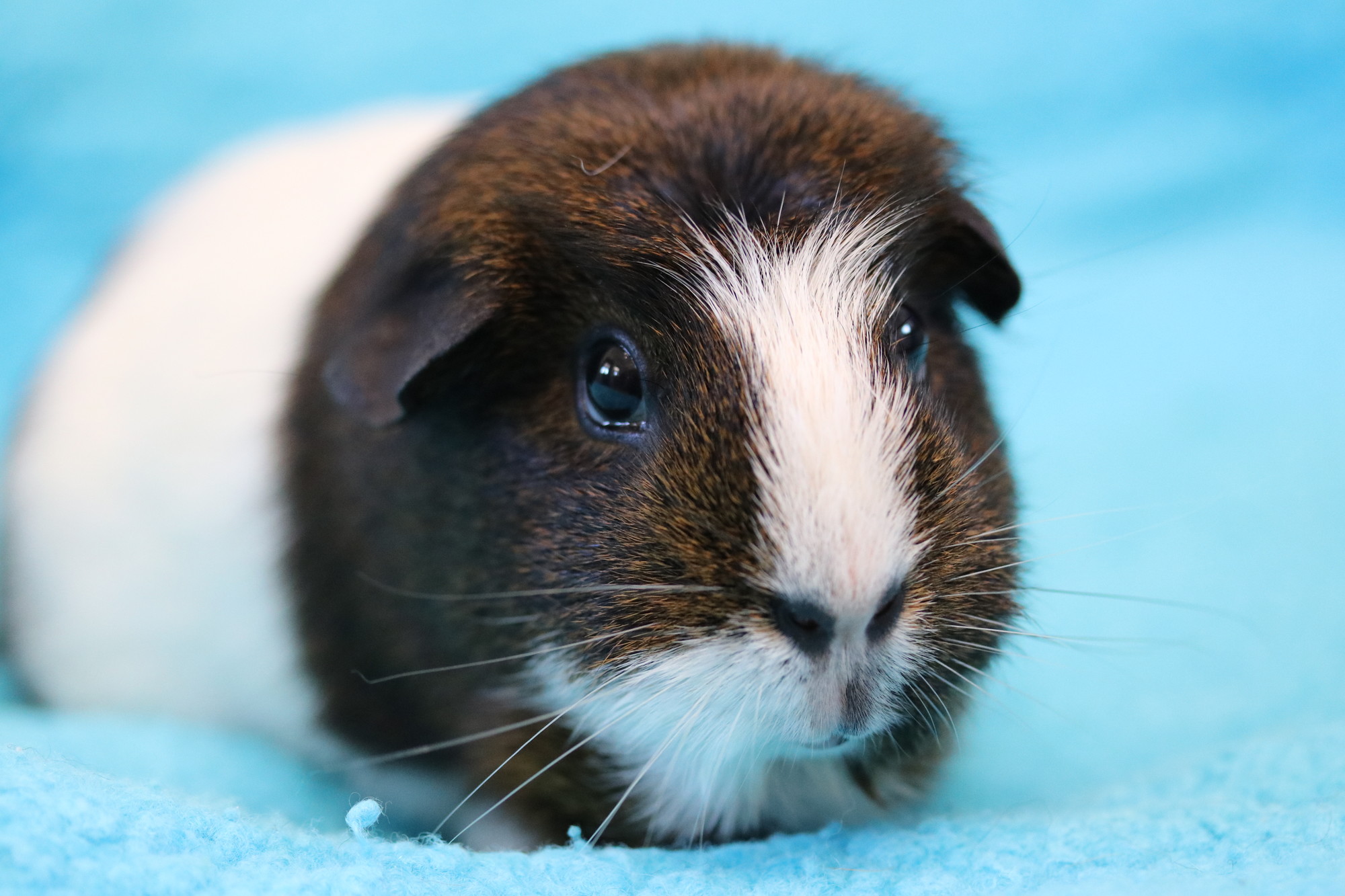 Angel the guinea pig happy at Blue Cross