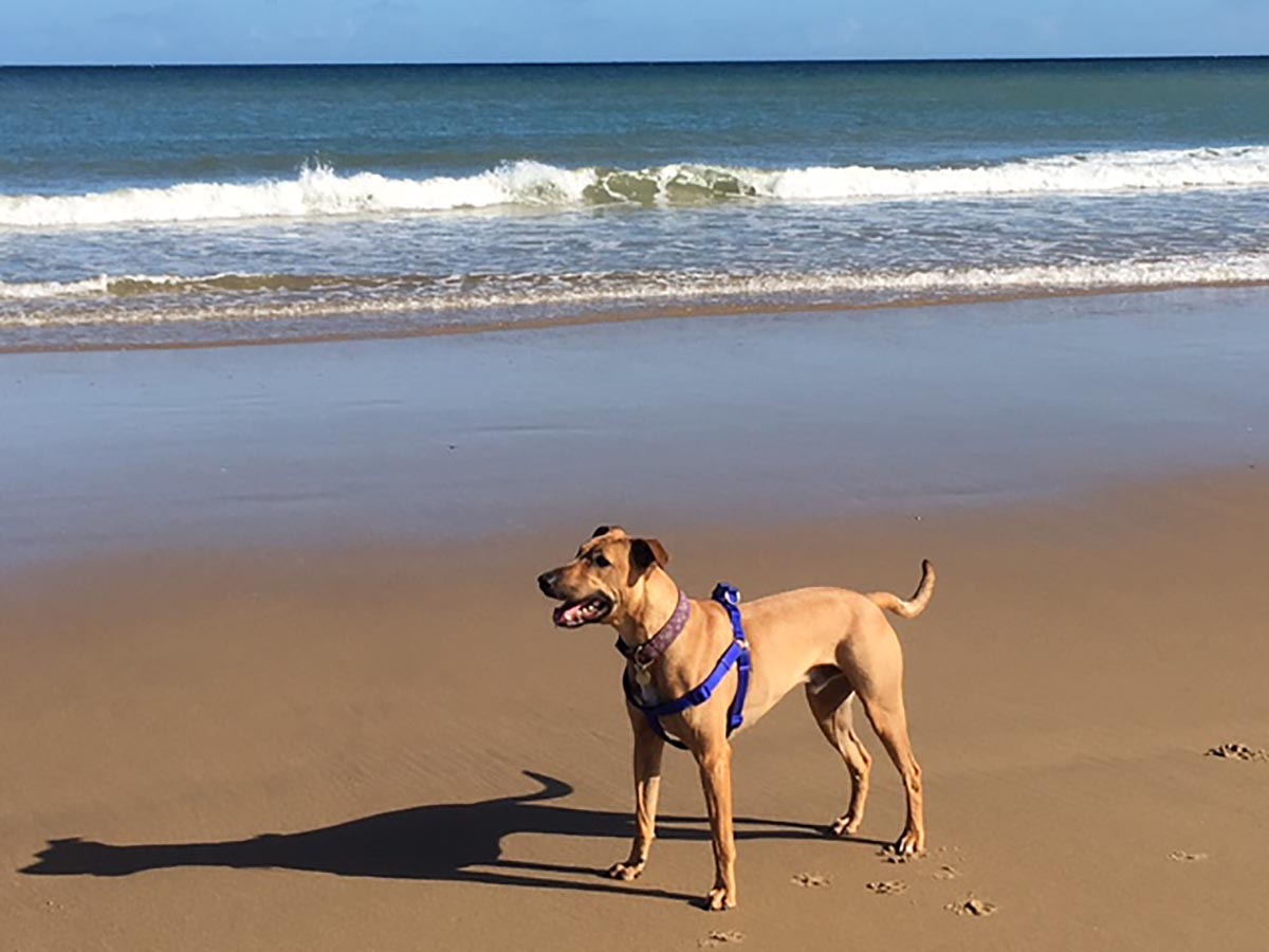 Archie at the beach