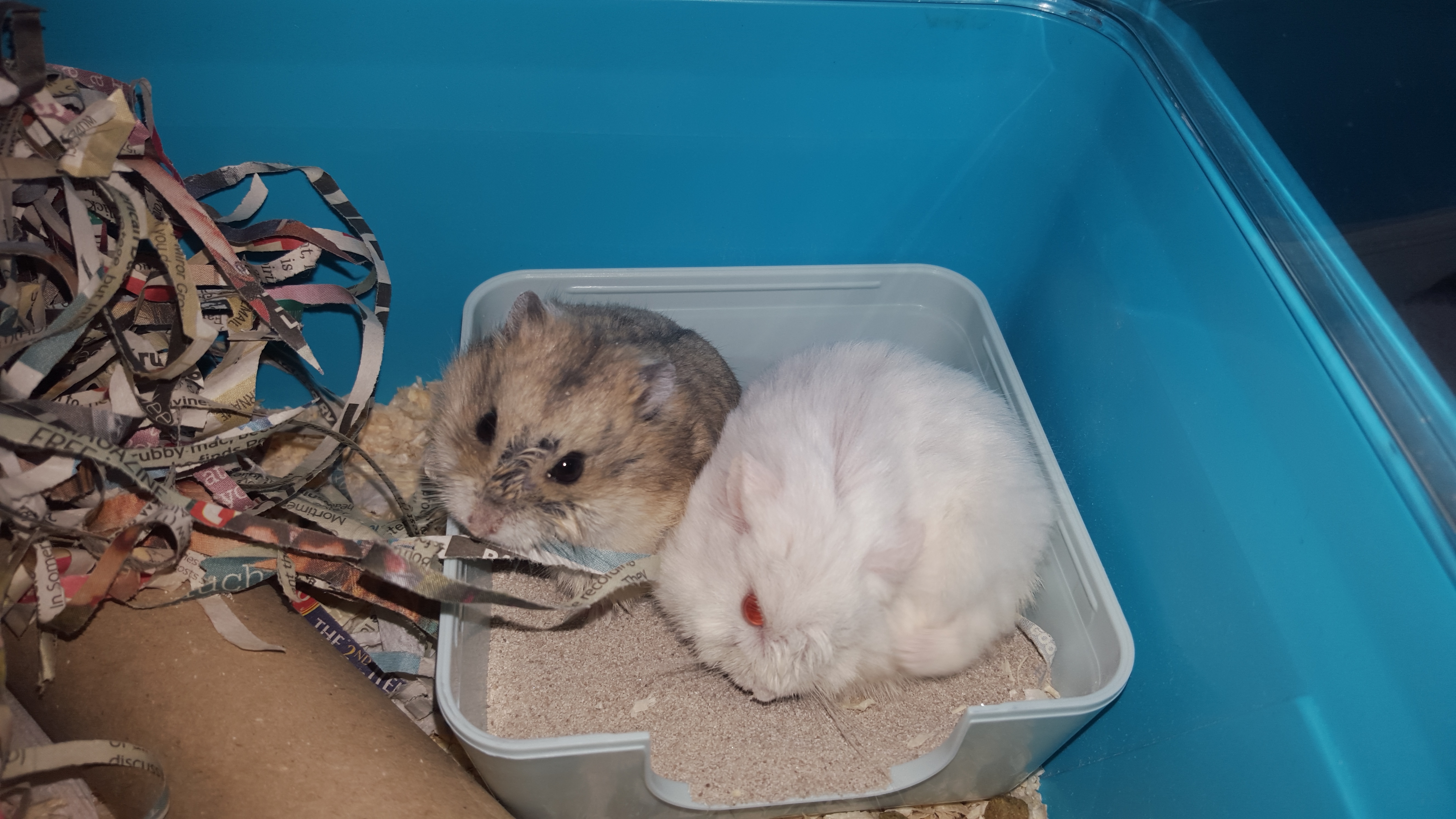 Hamsters Bert and Ernie at Torbay in their sandbath