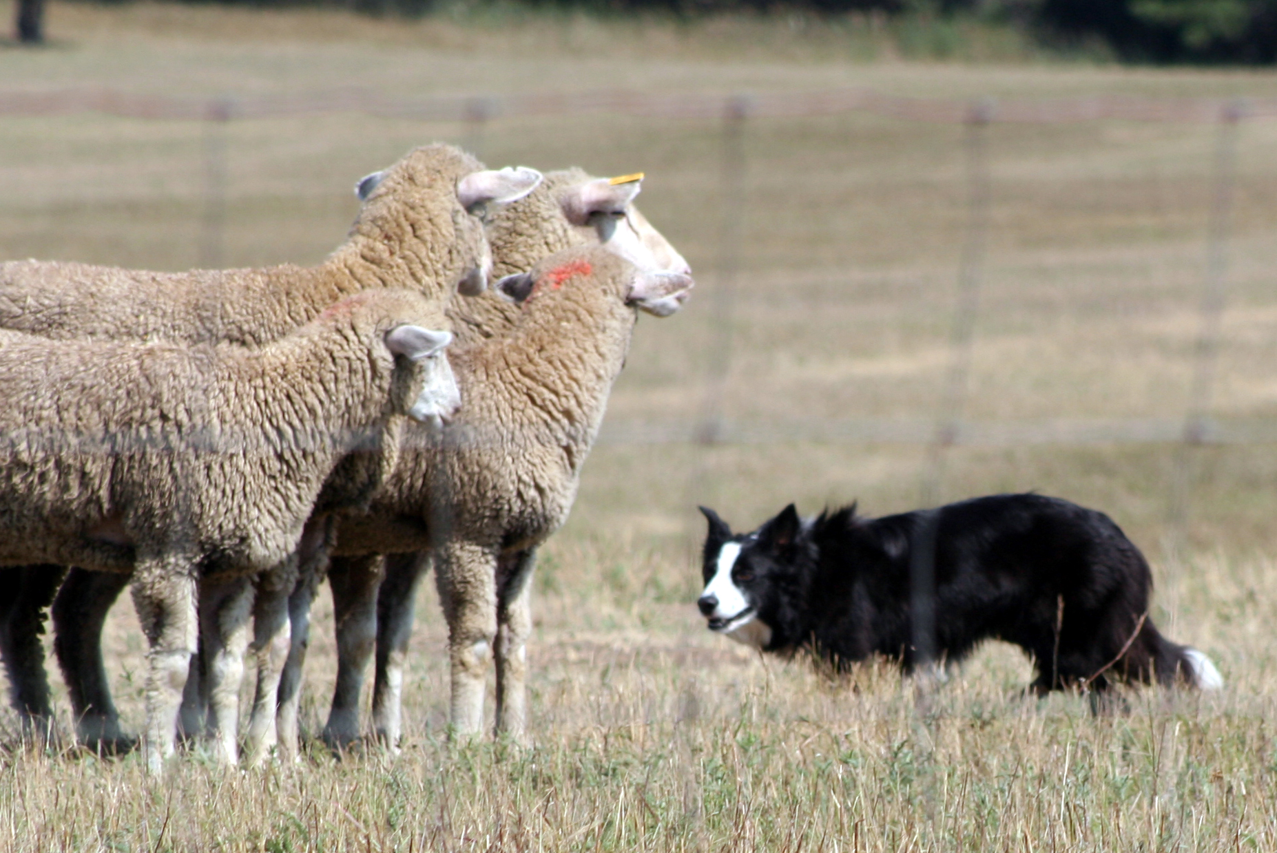 A black and white border collie herds a flock of sheep. Photo by C. MacMillan