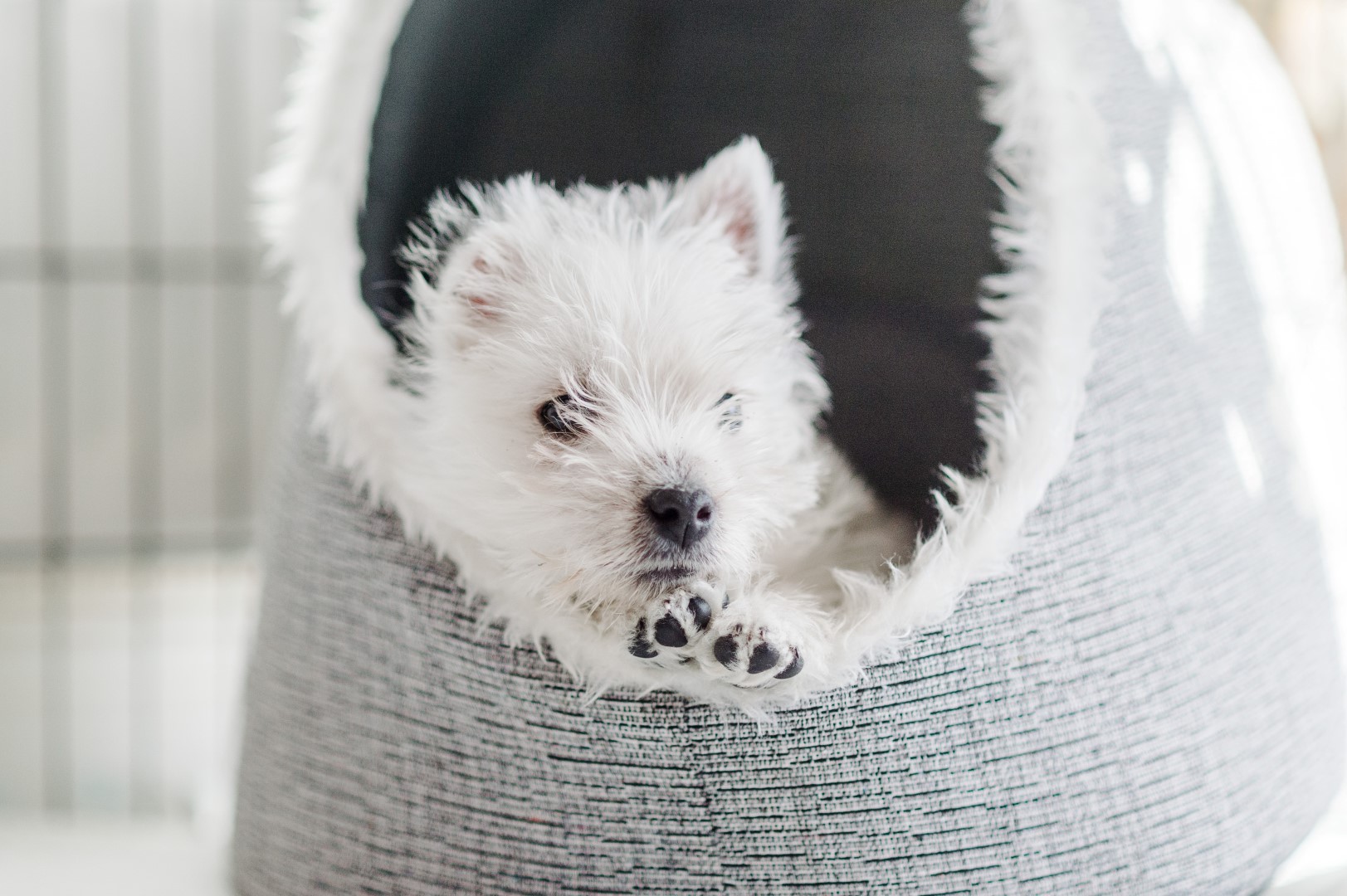 Vincent in his dog bed