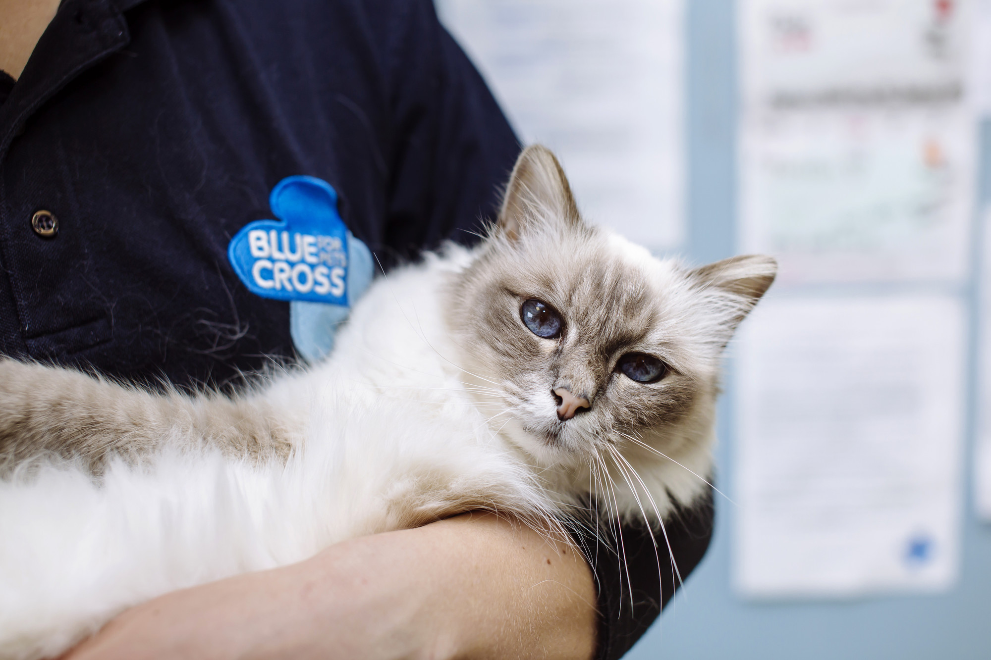 Muffin lying in the arms of a Blue Cross animal welfare assistant