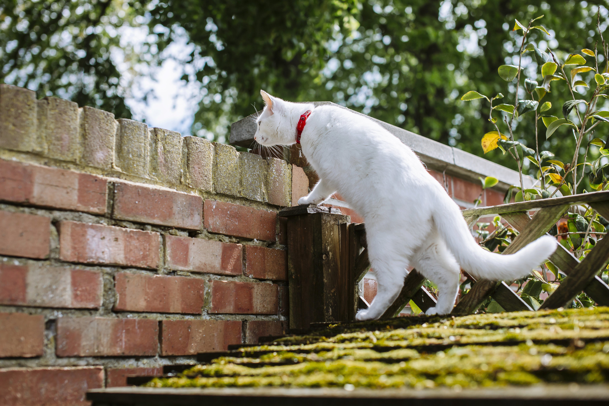 A three-legged white cats climbs from a shed roof onto a wall