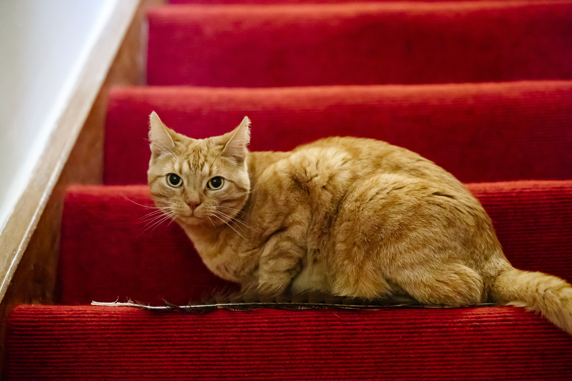 Ginger cat Kimovich sits on a red carpeted staircase